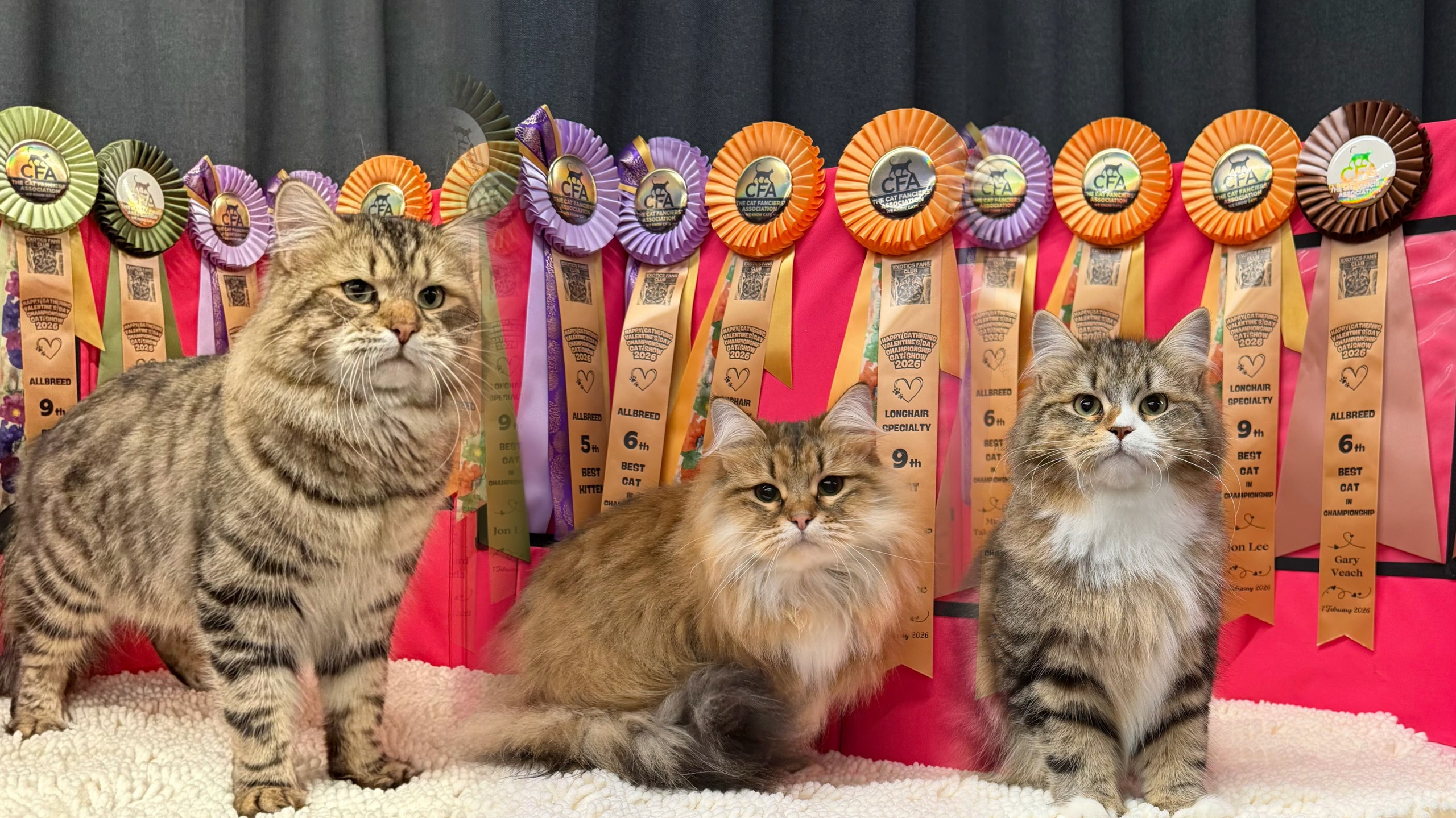 Chudo is the leading Siberian championship in international division at the moment ! Sylvie is the leading Siberian kitten in Hong Kong at the moment  !!!! Chudo: 6th  Best Allbreed Championship by Gary Veach ,6th  Best Allbreed Championship by Mie Takahashi, 8th Best Allbreed Championship by Elena Podprugina, 9th Best Allbreed Championship by Edward Maeda , 9th Best Longhair Championship by Jon Lee. Sylvie : 5th Best Allbreed Kitten by Mie Takahashi. 6th Best Allbreed Kitten by Gary Veach. 7th Best Longhair Kitten by Jon Lee. 9th Best Allbreed Kitten by Elena Podprugina. Brigitte: 9th Best Allbreed Premiership by Edward Maeda. thank you to the organizer for hosting such a great show, and to all the judges for admiring our cats. Special thanks to Brigitte’s owner for taking such good care of her — she has a great weight and a beautiful, fluffy triple coat! Even though Brigitte was a bit shy at her second show, she will do even better next time. Chudo and Sylvie also did a wonderful job!Many thanks to all our feline friends for being so supportive and caring. It was definitely a busy day showing three cats in different classes! Finally have a month-long break before the next show begins.