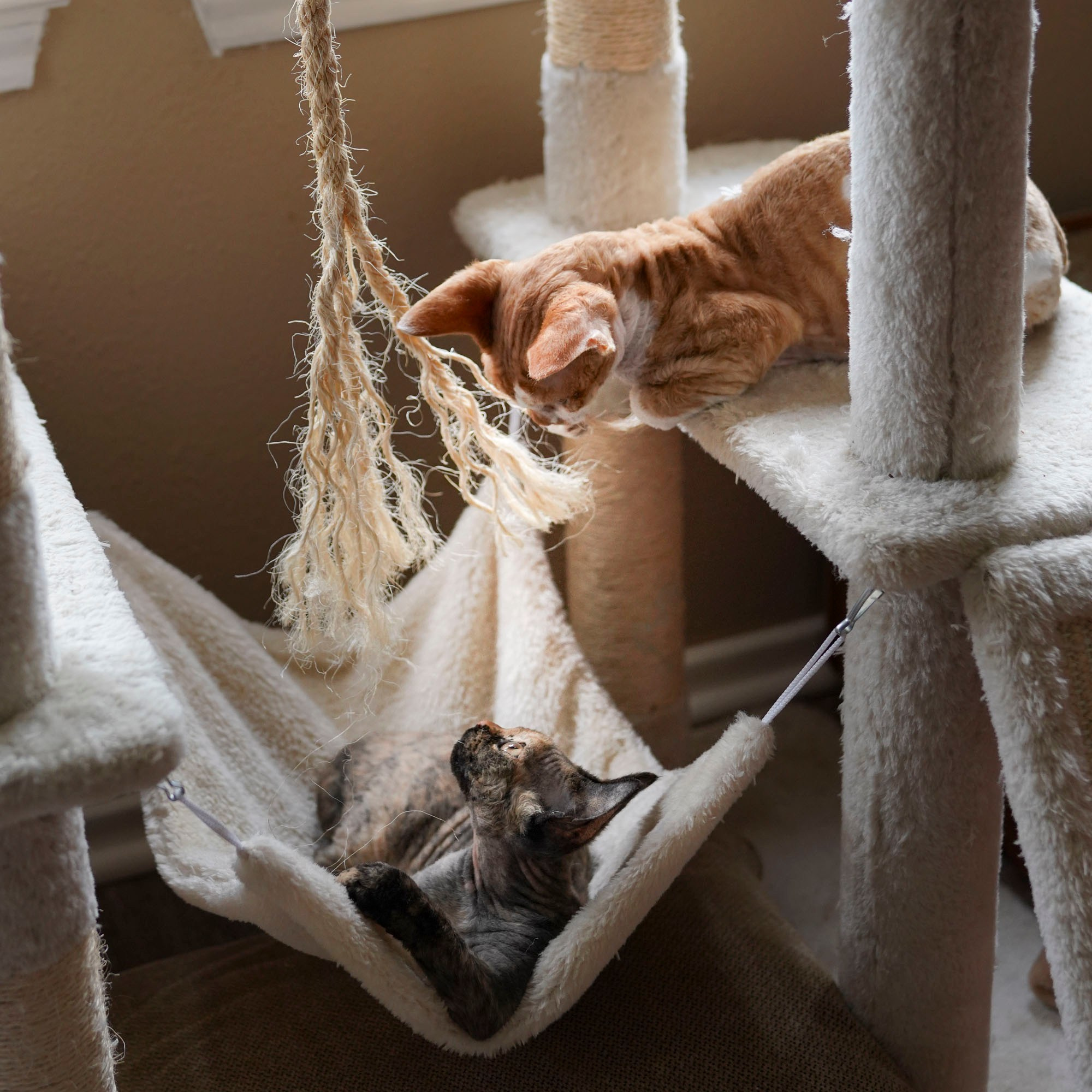 Bambi, Boy, born on 29.07.23, SOLD. Devon Rex Pixie Cattery