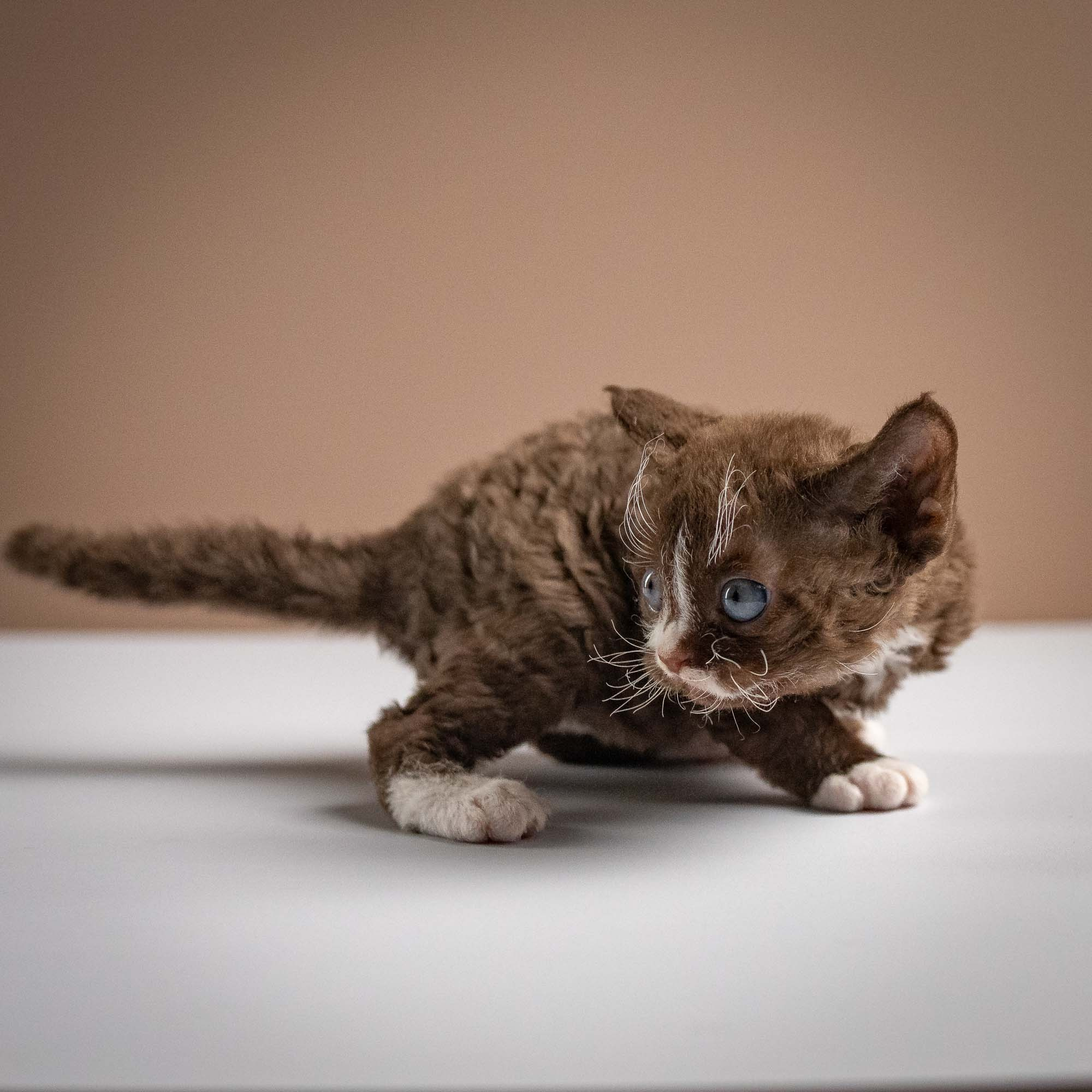 Preston, boy, born 02.11.26. Devon Rex Pixie Cattery