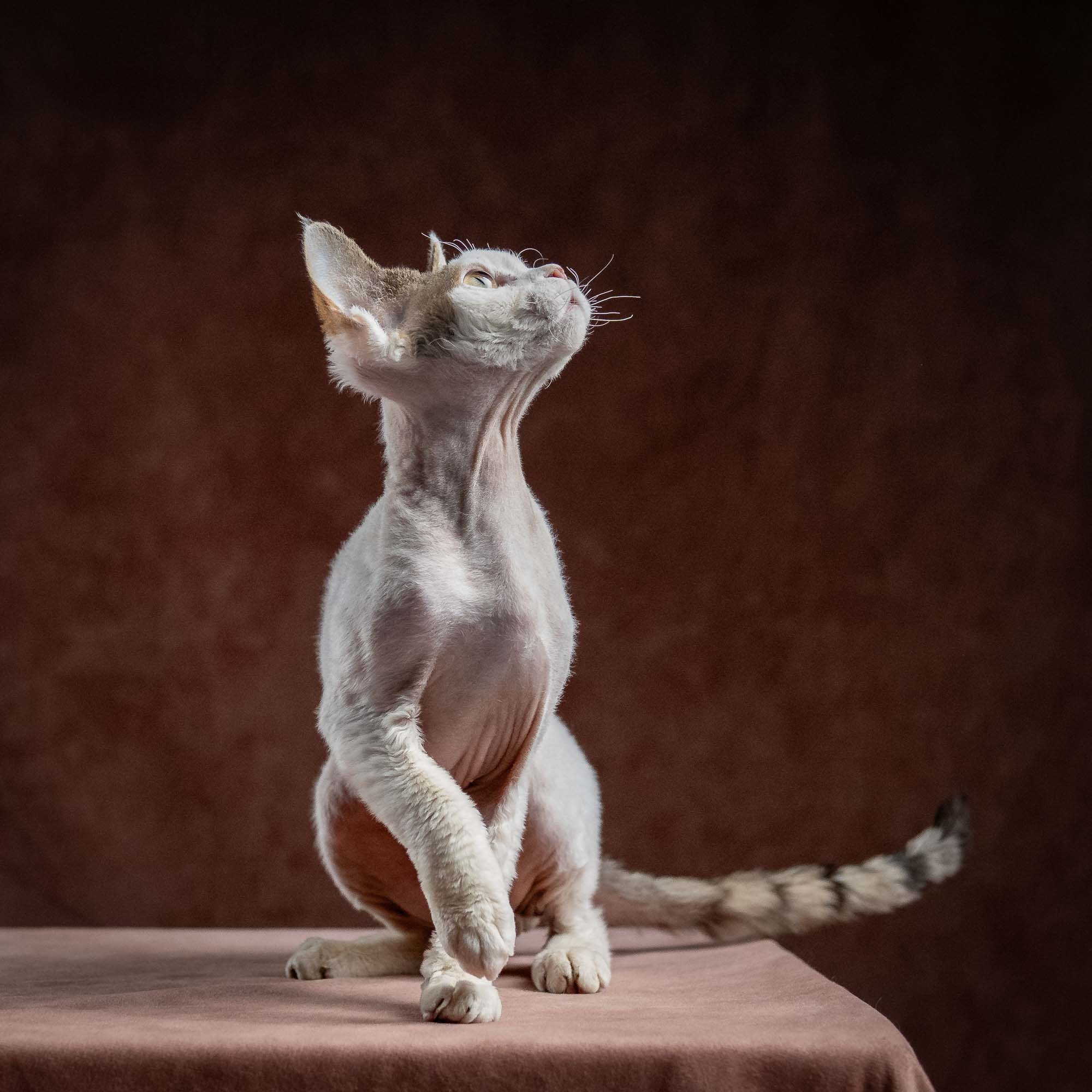 Oscar, boy, born 04.15.2025. Devon Rex Pixie Cattery