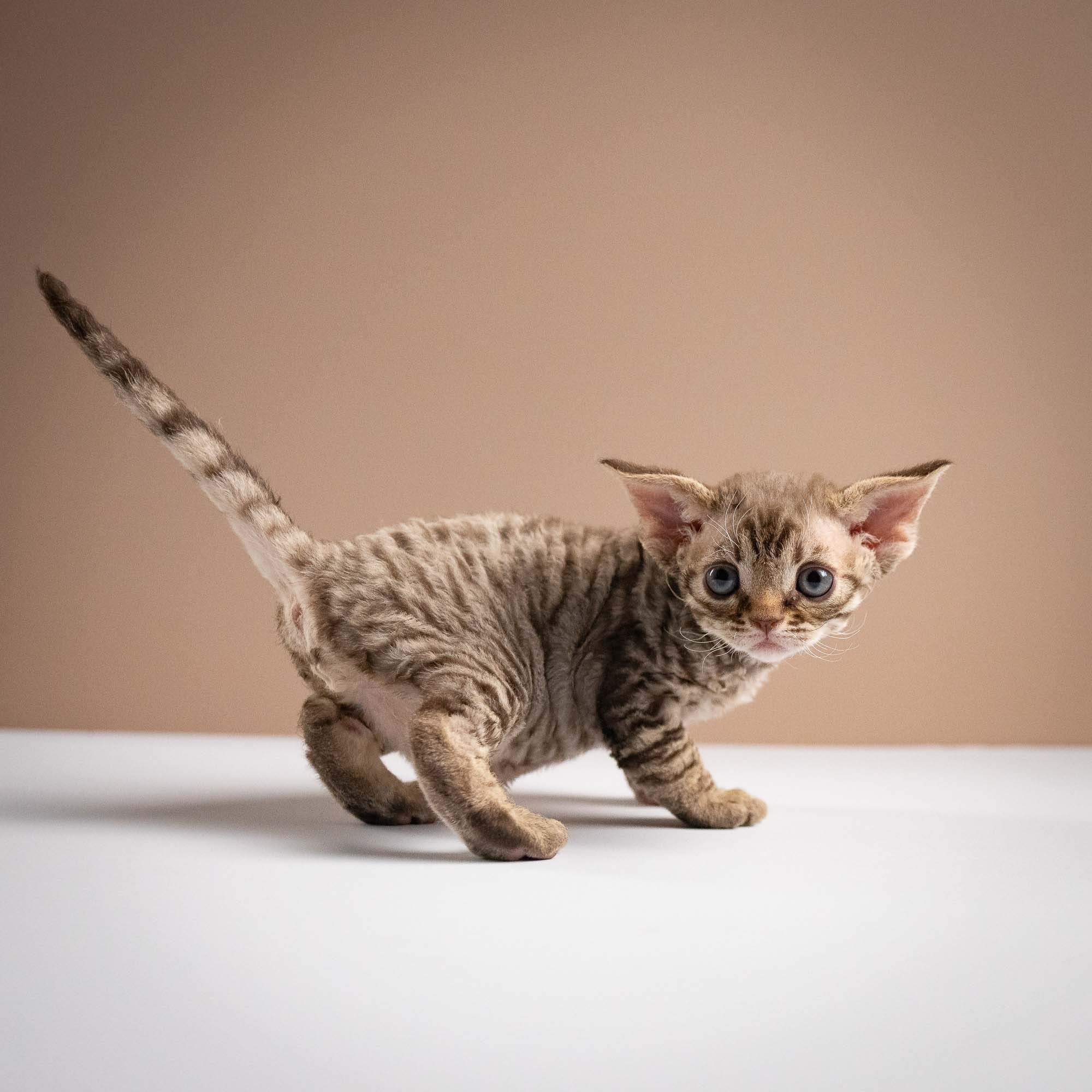 Ostap, boy, born 02.08.26. Devon Rex Pixie Cattery