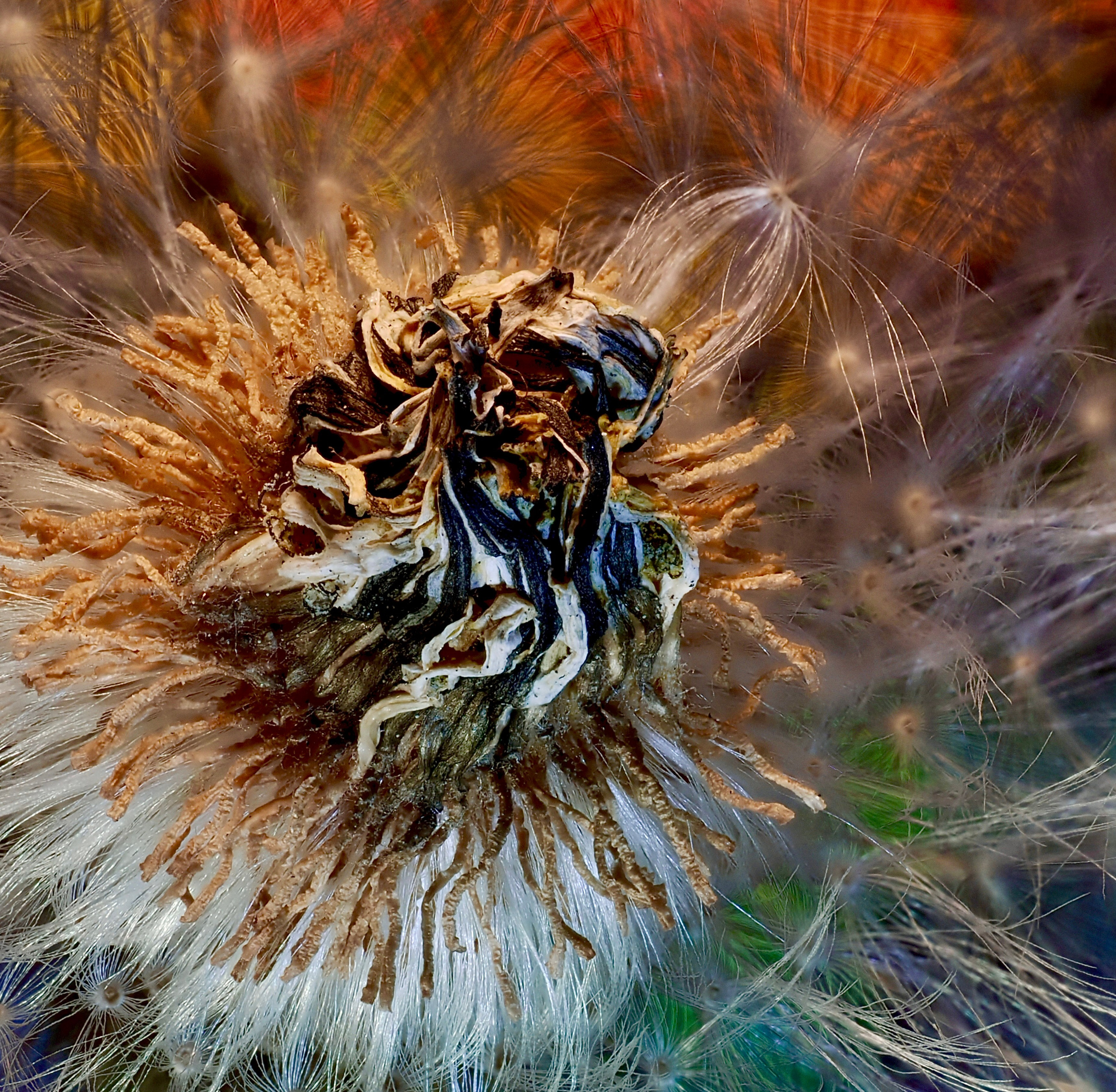 Portfolio. Bev bingham macro photographic artist