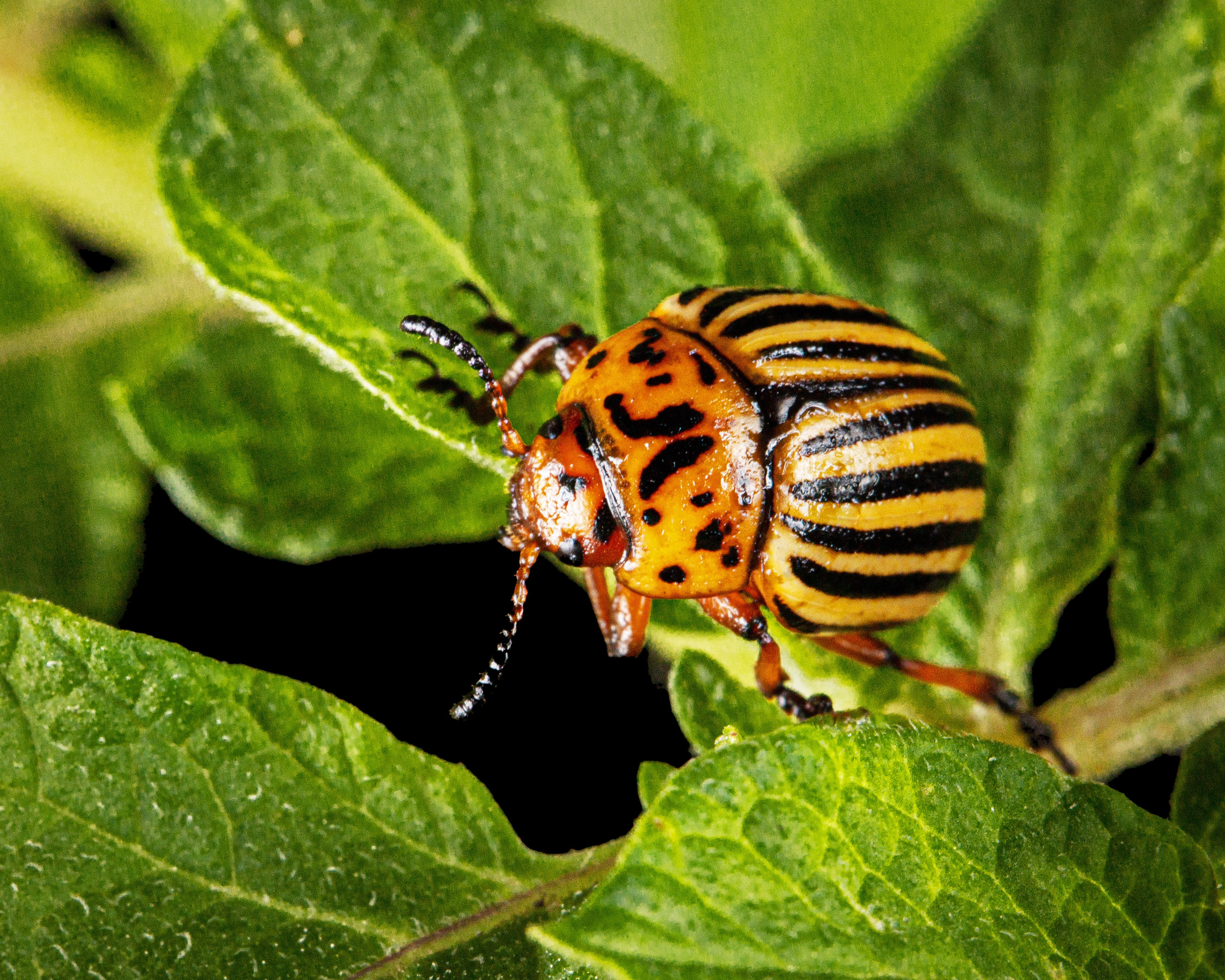 Geoponitikon-Όταν η Επιστήμη συναντά την Τέχνη στο Φυσικό Τοπίο!