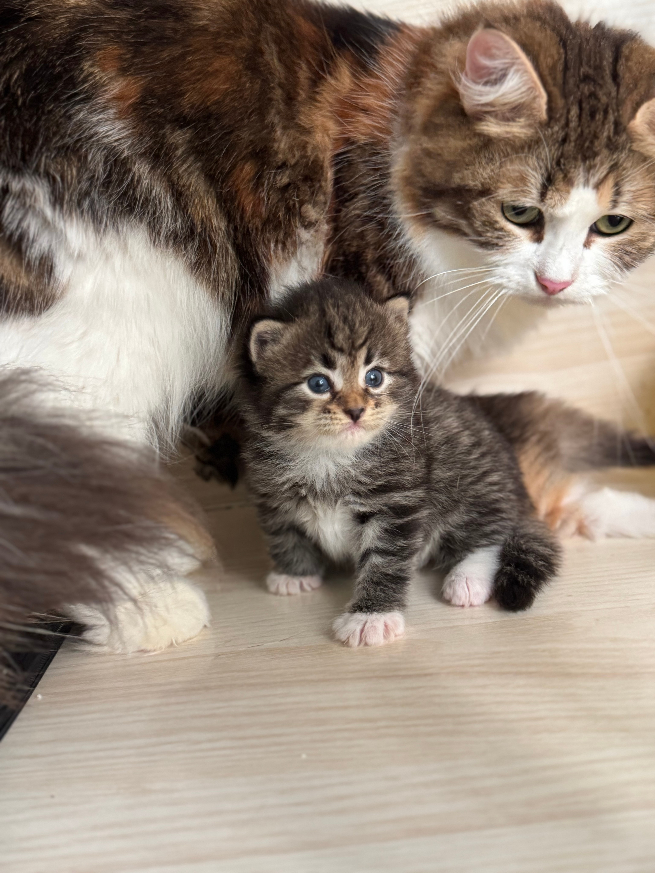 LEMON GREEN SIBERIANS LITTER OTMA