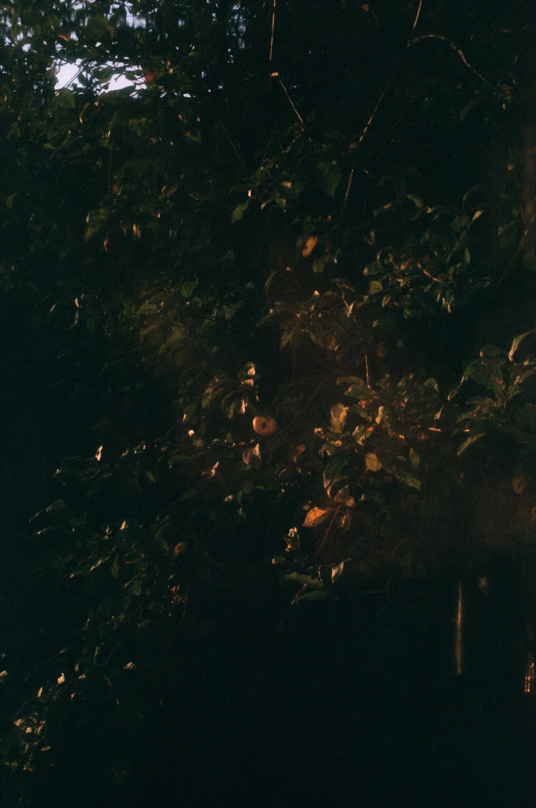 FADE. «Фотохроники»