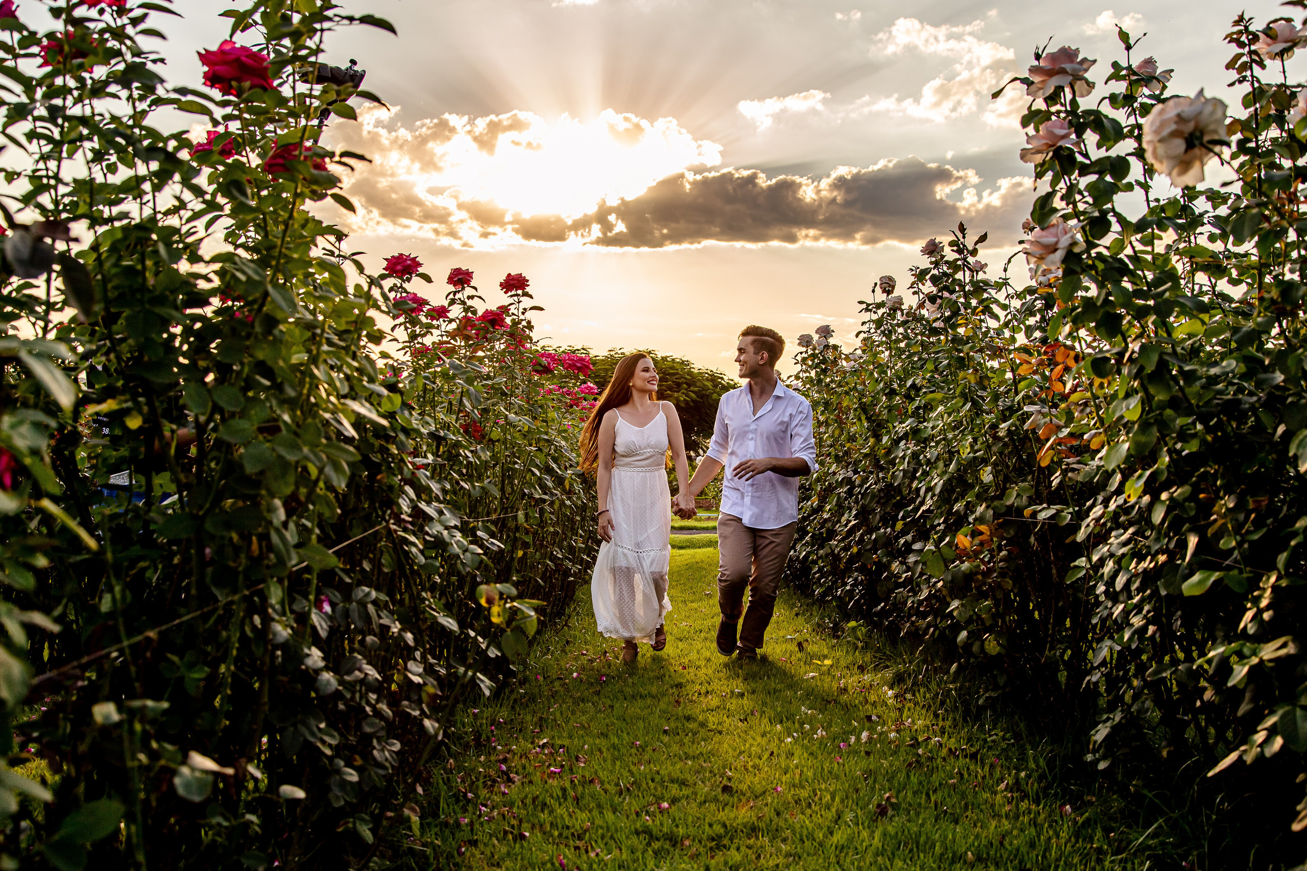 Ensaio Holambra. Tela cheia