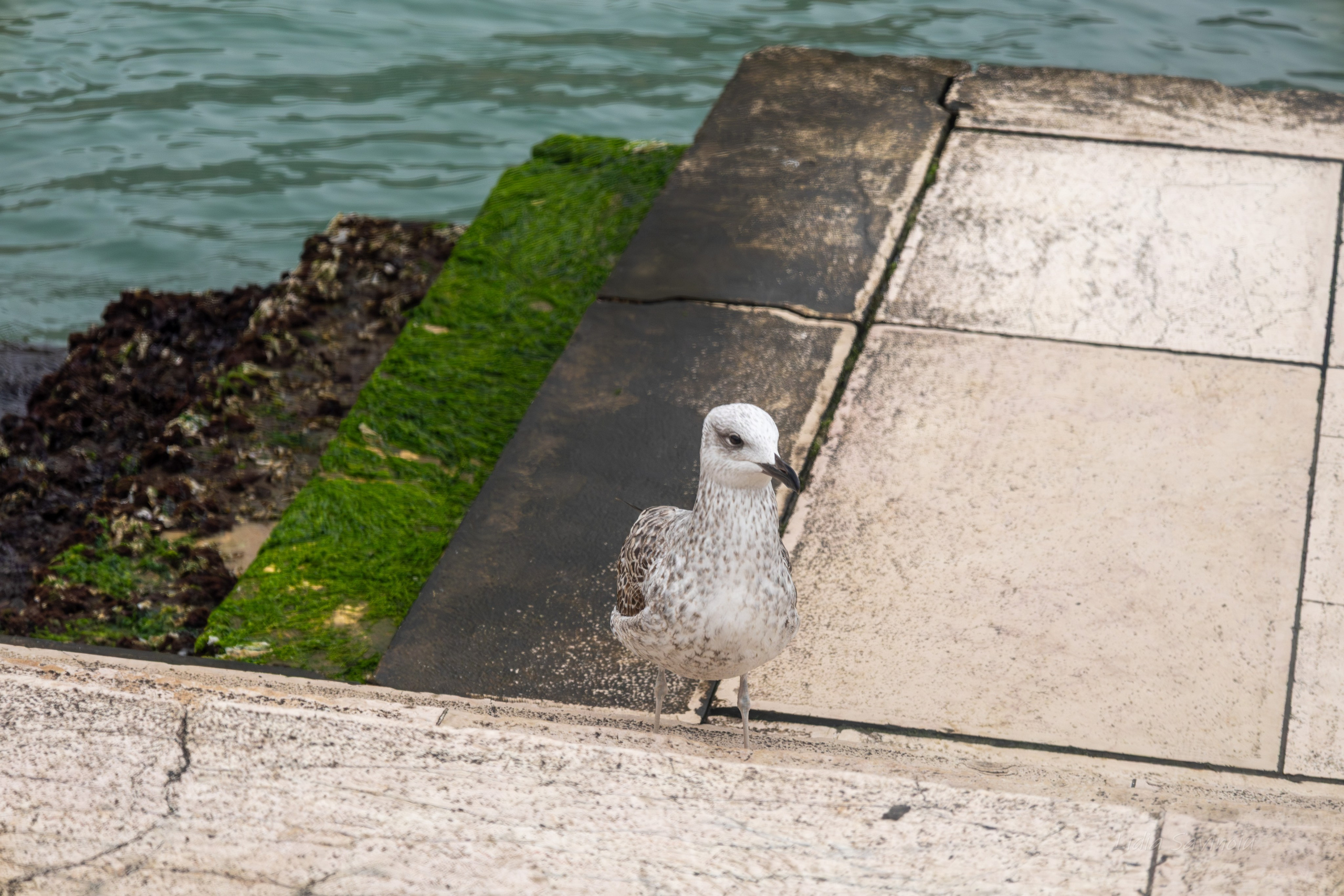 Veneția. Fotograf. Lucrez cu oameni, produse și spații. Portret și fotografie creativă. Bacău, România. Lidia Savinoiu