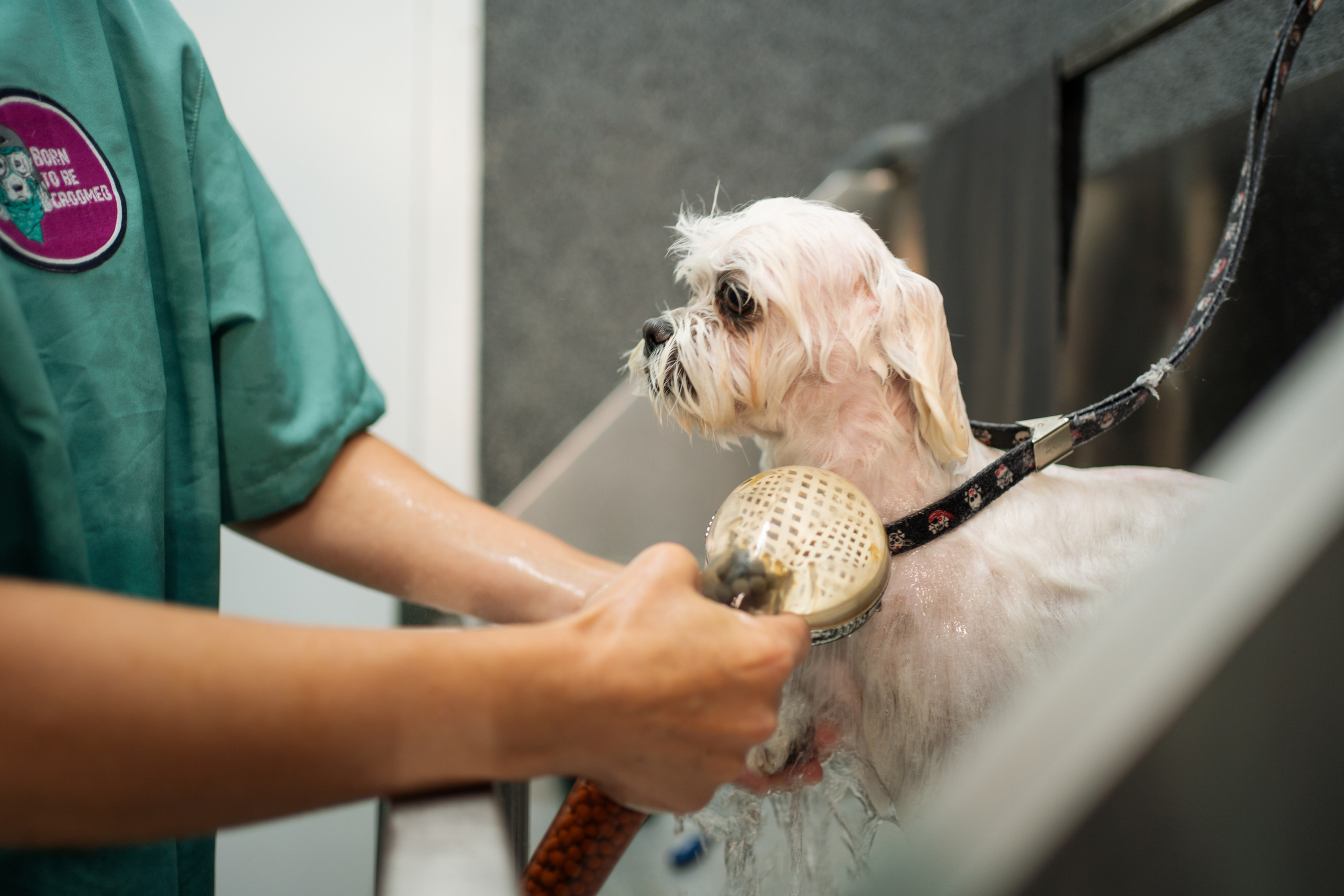 PetGroom Timisoara. Cozac Cristian Photographer