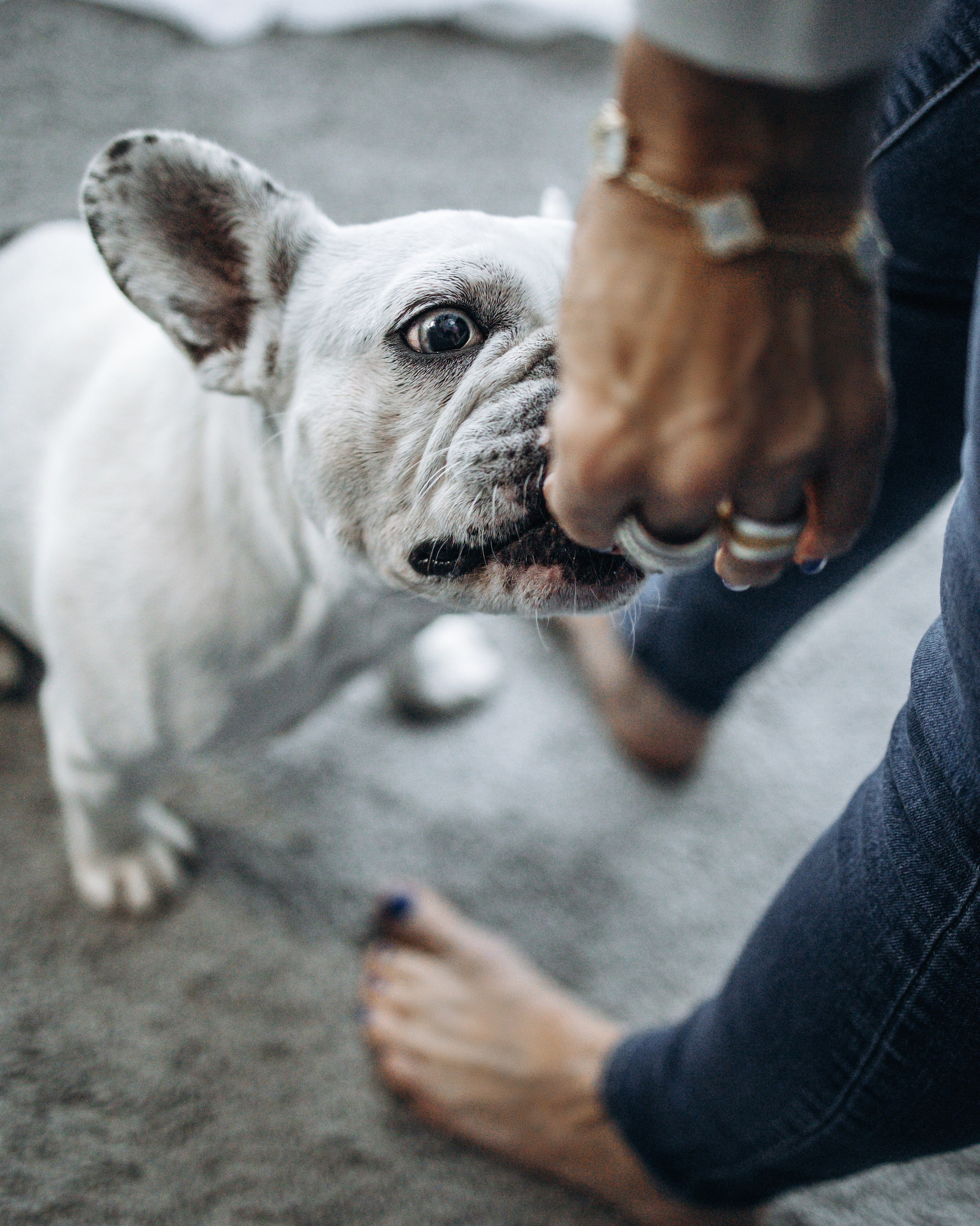 Pearl & Melanie. Pet Photographer Viktoriya Aleshenko