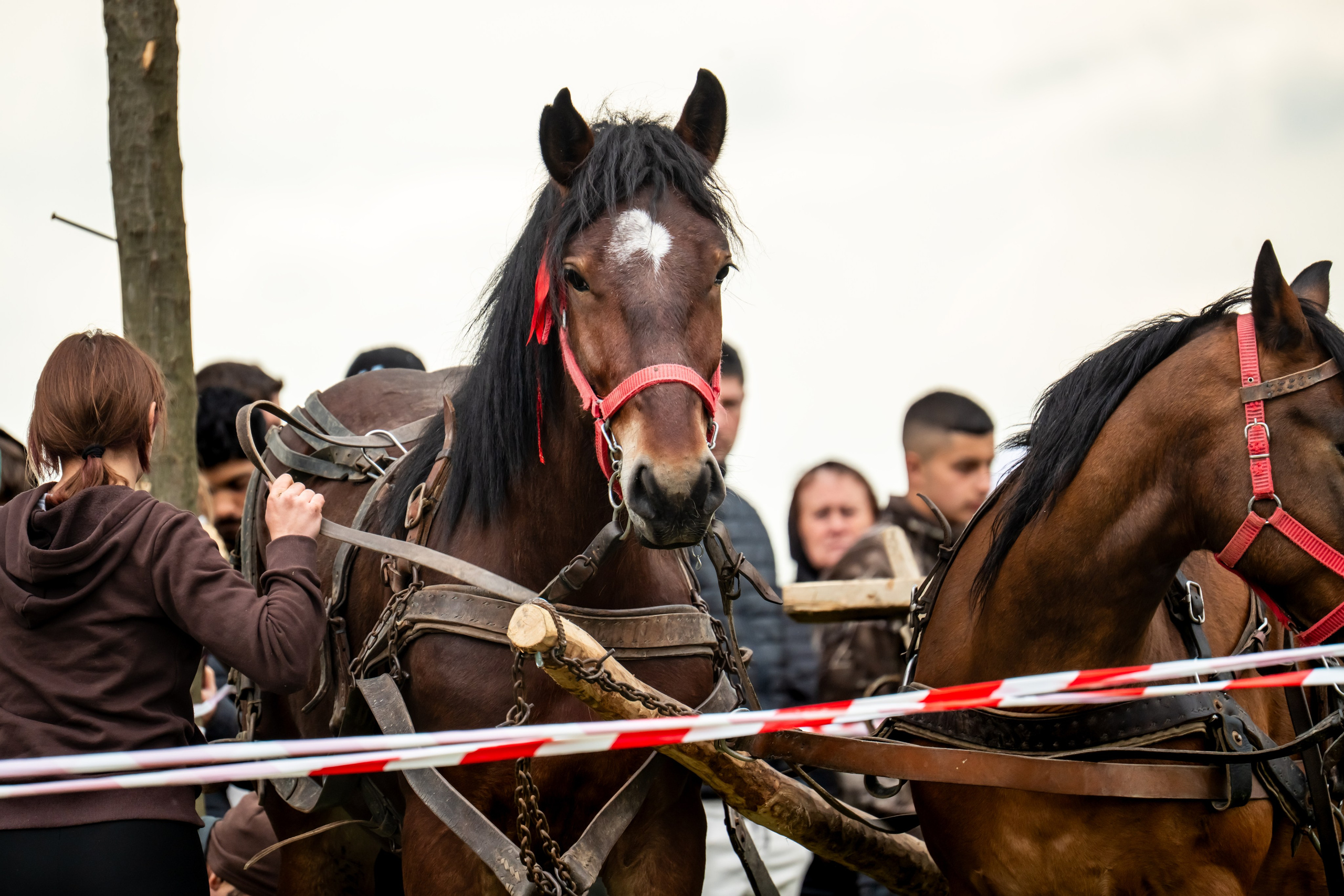 Concurs Ecvestru Vărbilău ediția a 4-a. Mihai Alexandra Events