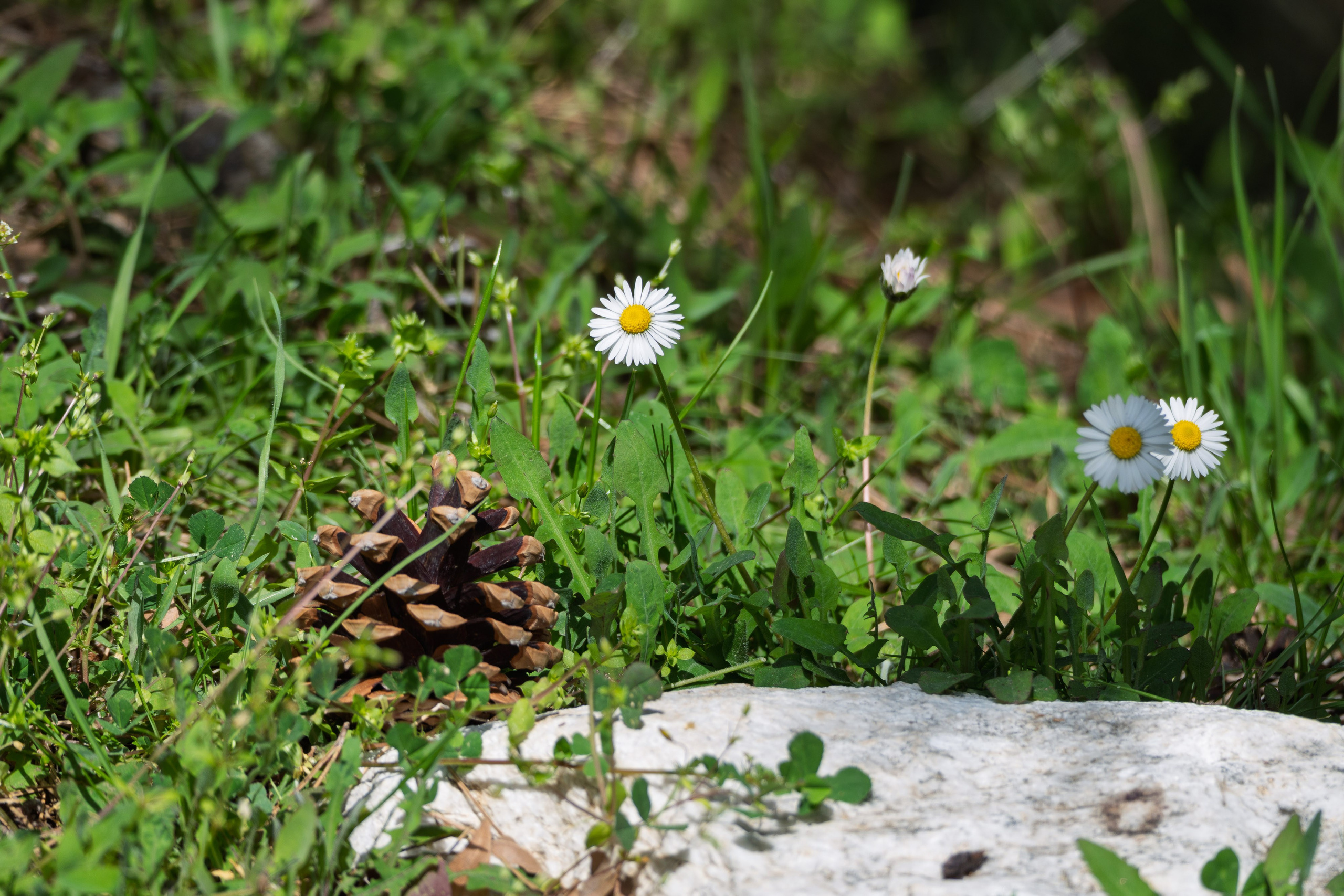 Thasos 2025. Fotografiideplacere.net