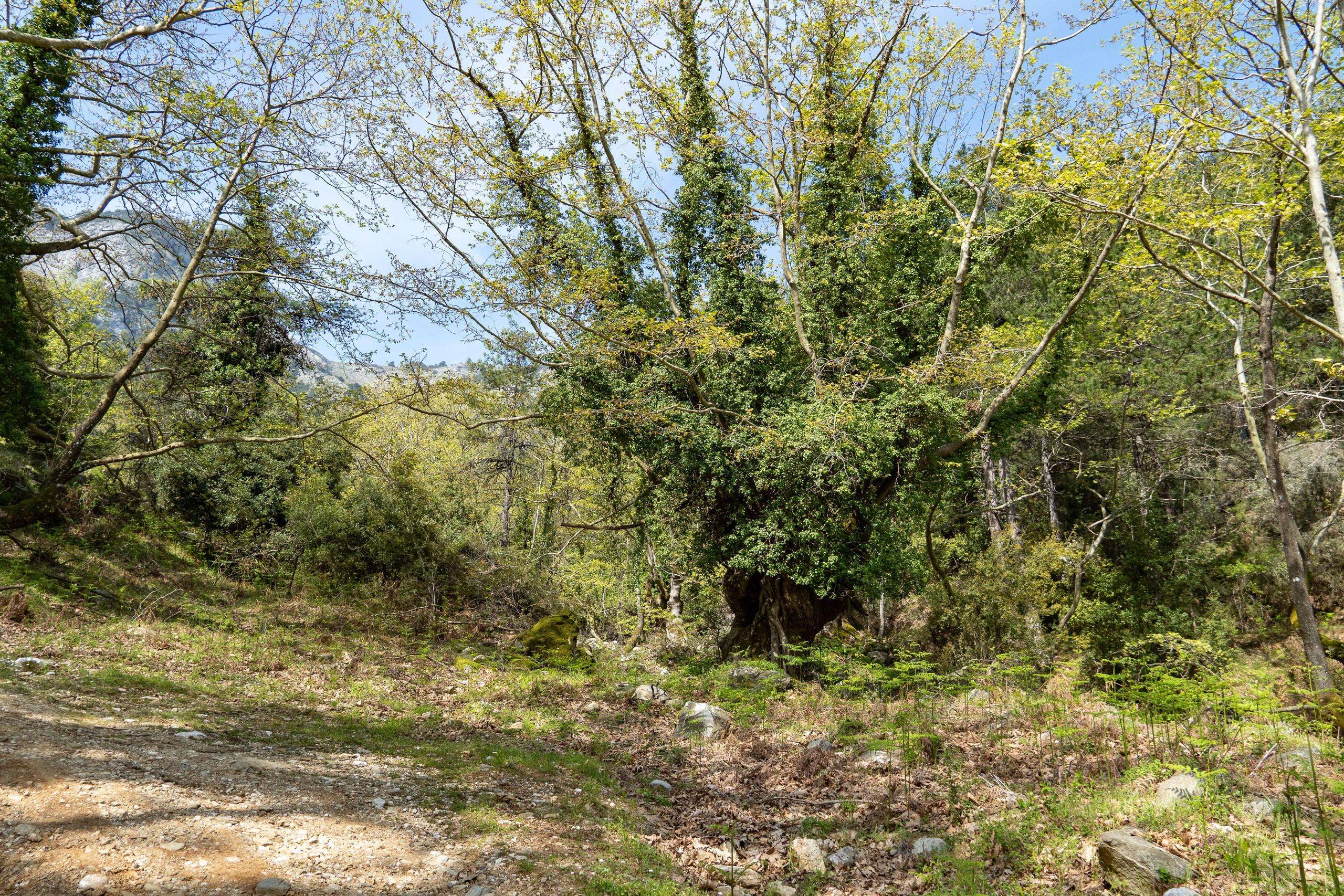 Thasos 2025. Fotografiideplacere.net