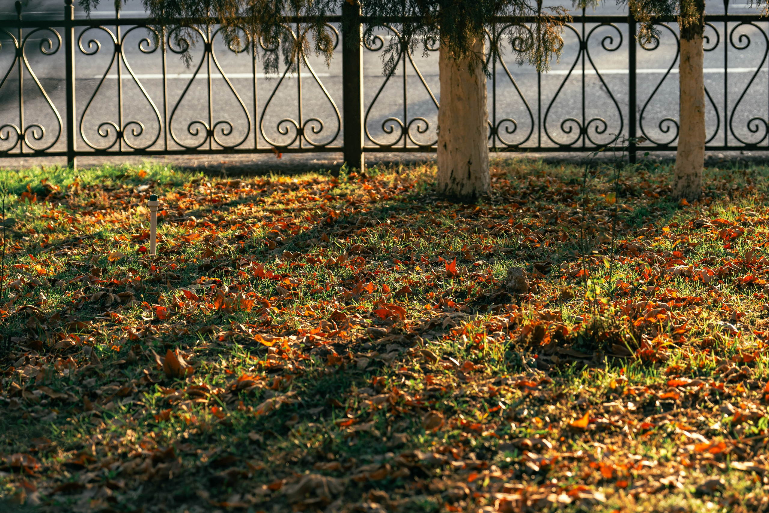Ташкентская осень. Георгий Намазов | Фотограф в Ташкенте
