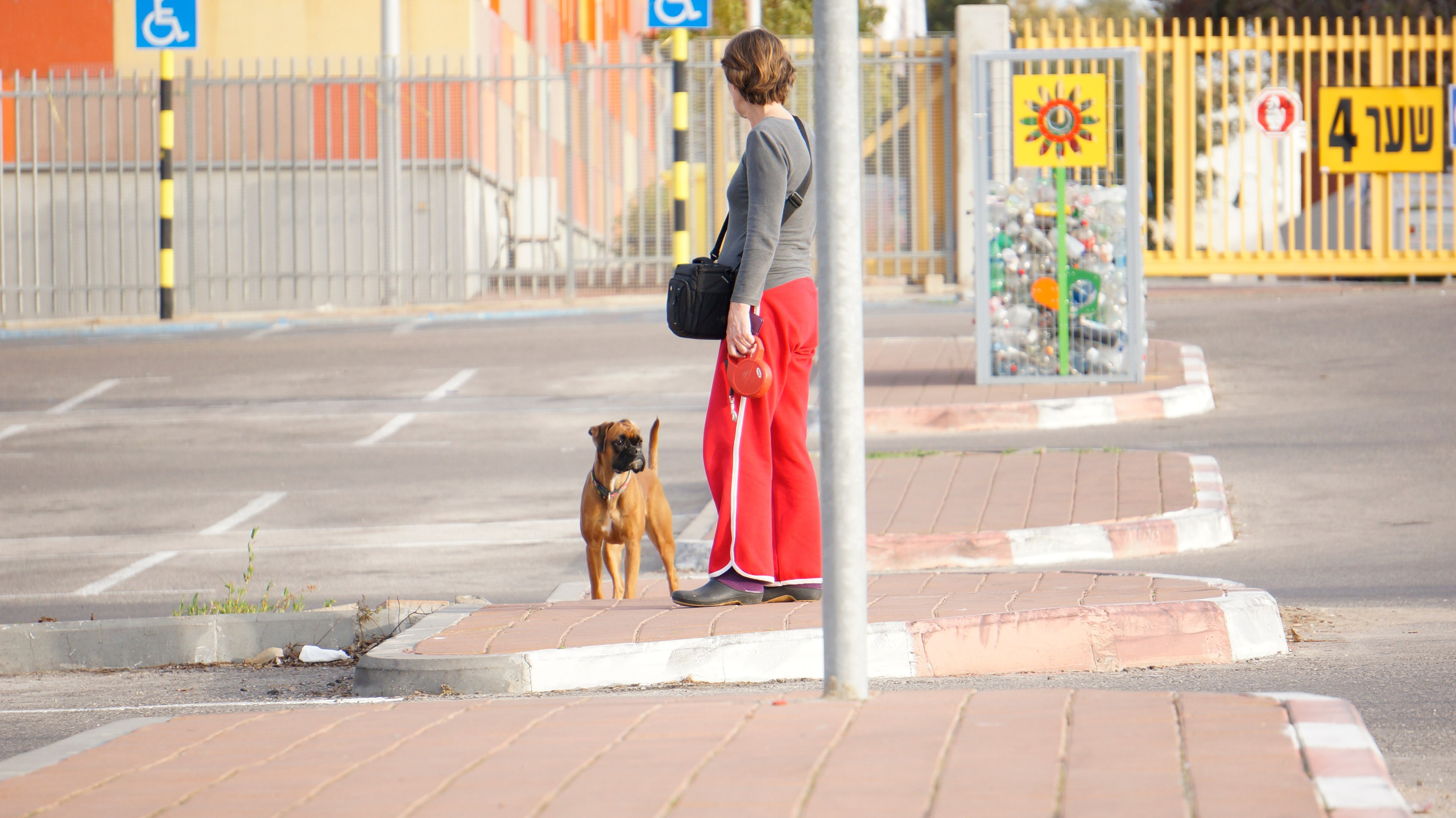 My ״Star״ Boxer Dog