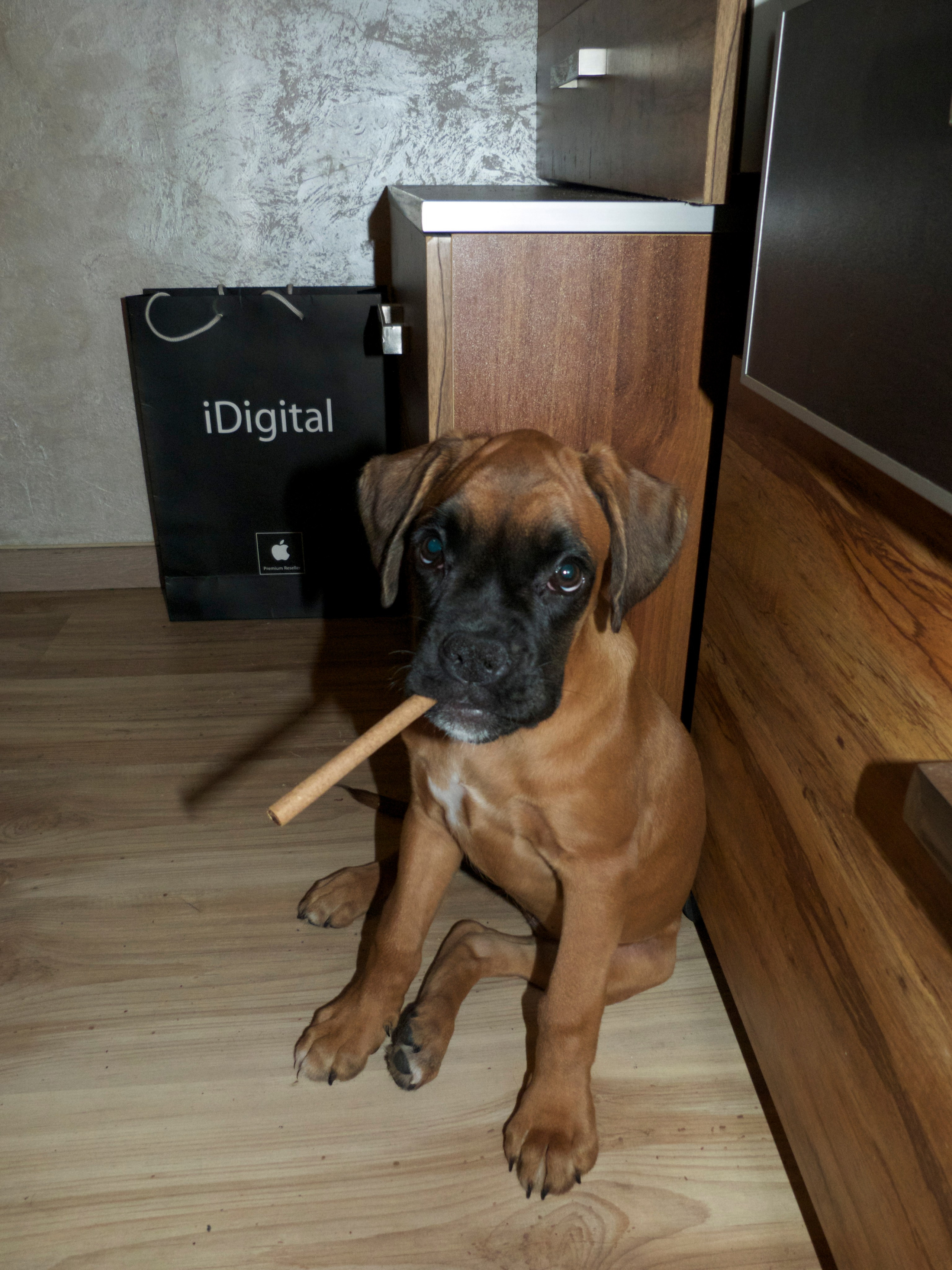 My ״Star״ Boxer Dog