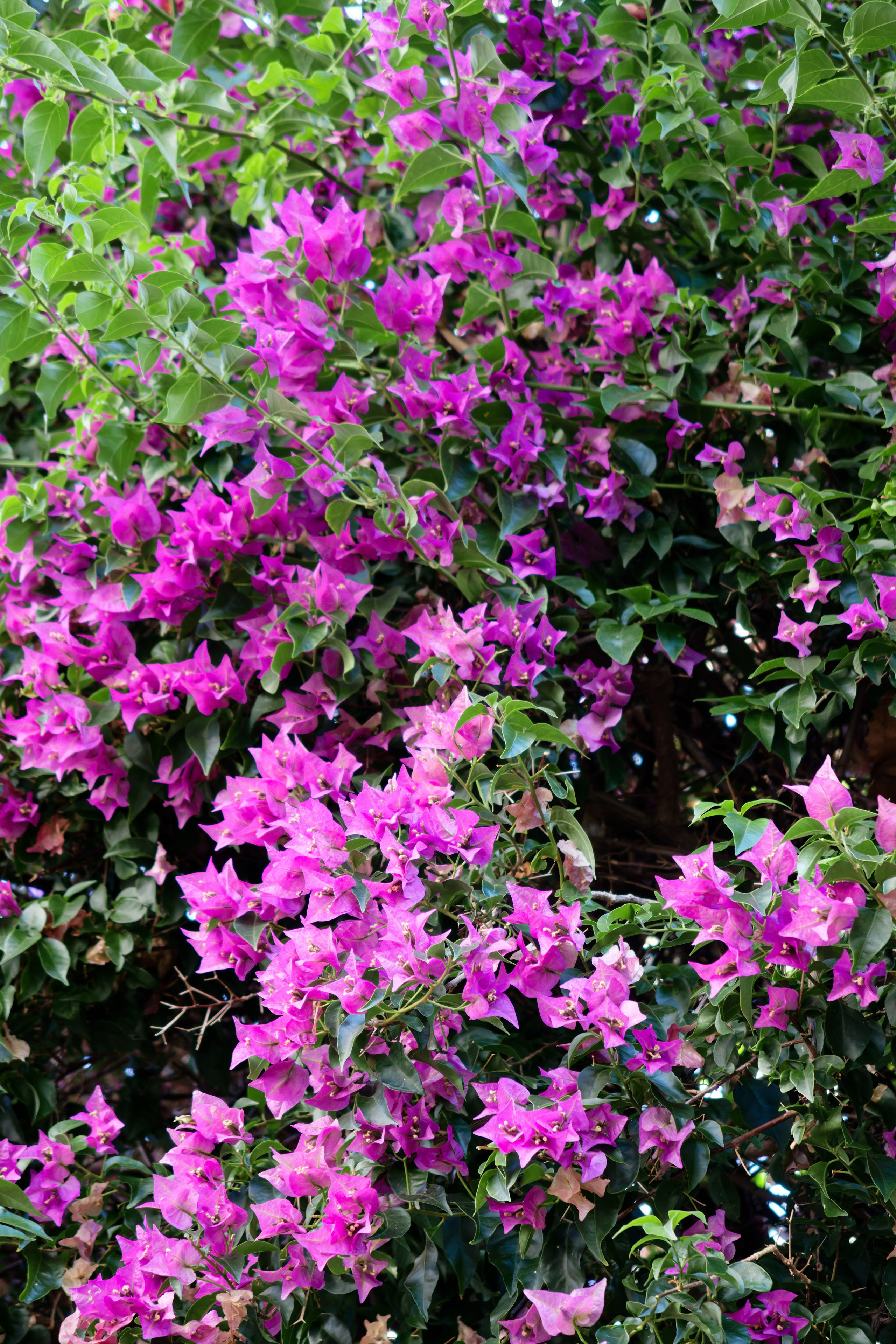 Welcome dinner of Gracie & Joe at Gran Villa Rosa