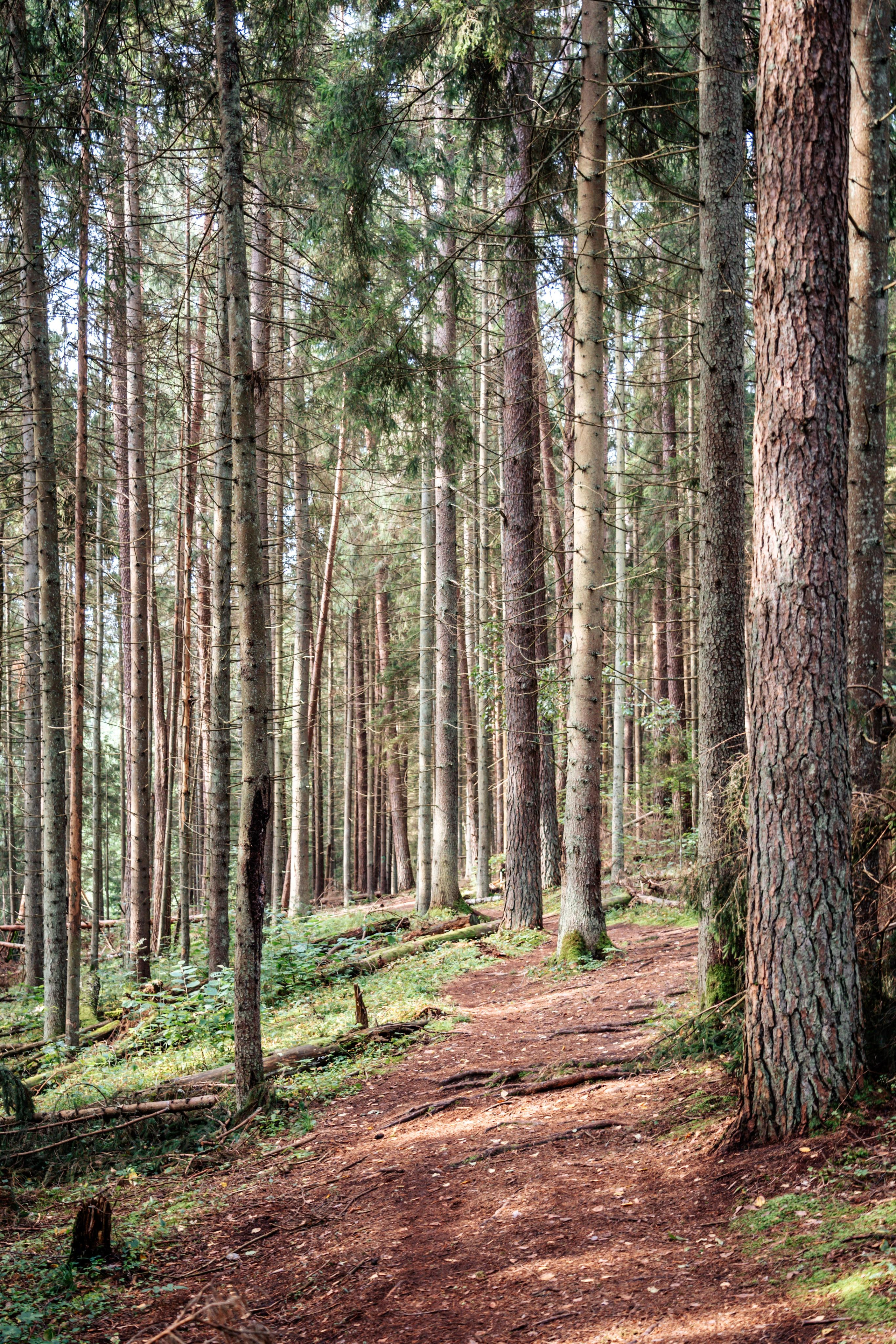 Pėsčiųjų turas. OnePIXEL