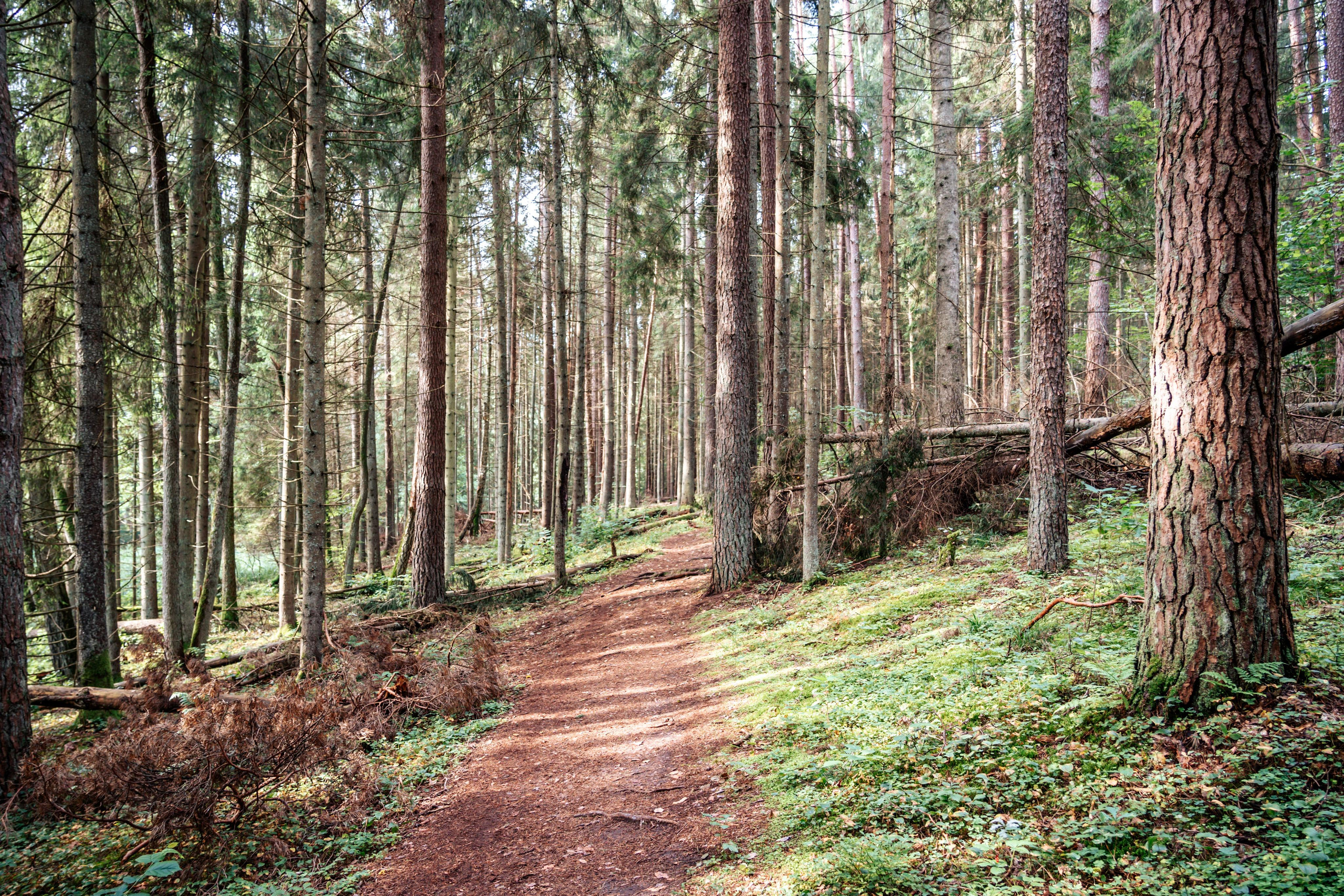 Pėsčiųjų turas. OnePIXEL