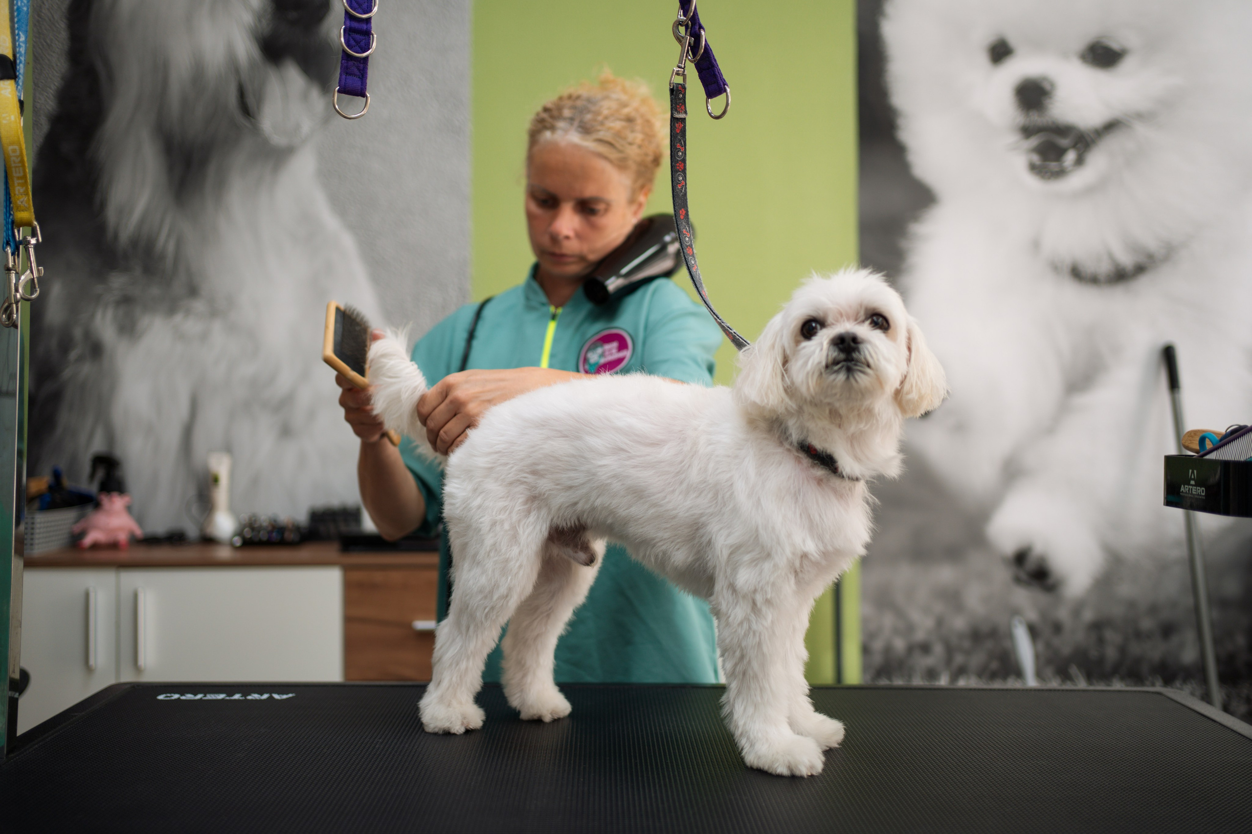PetGroom Timisoara. Cozac Cristian Photographer