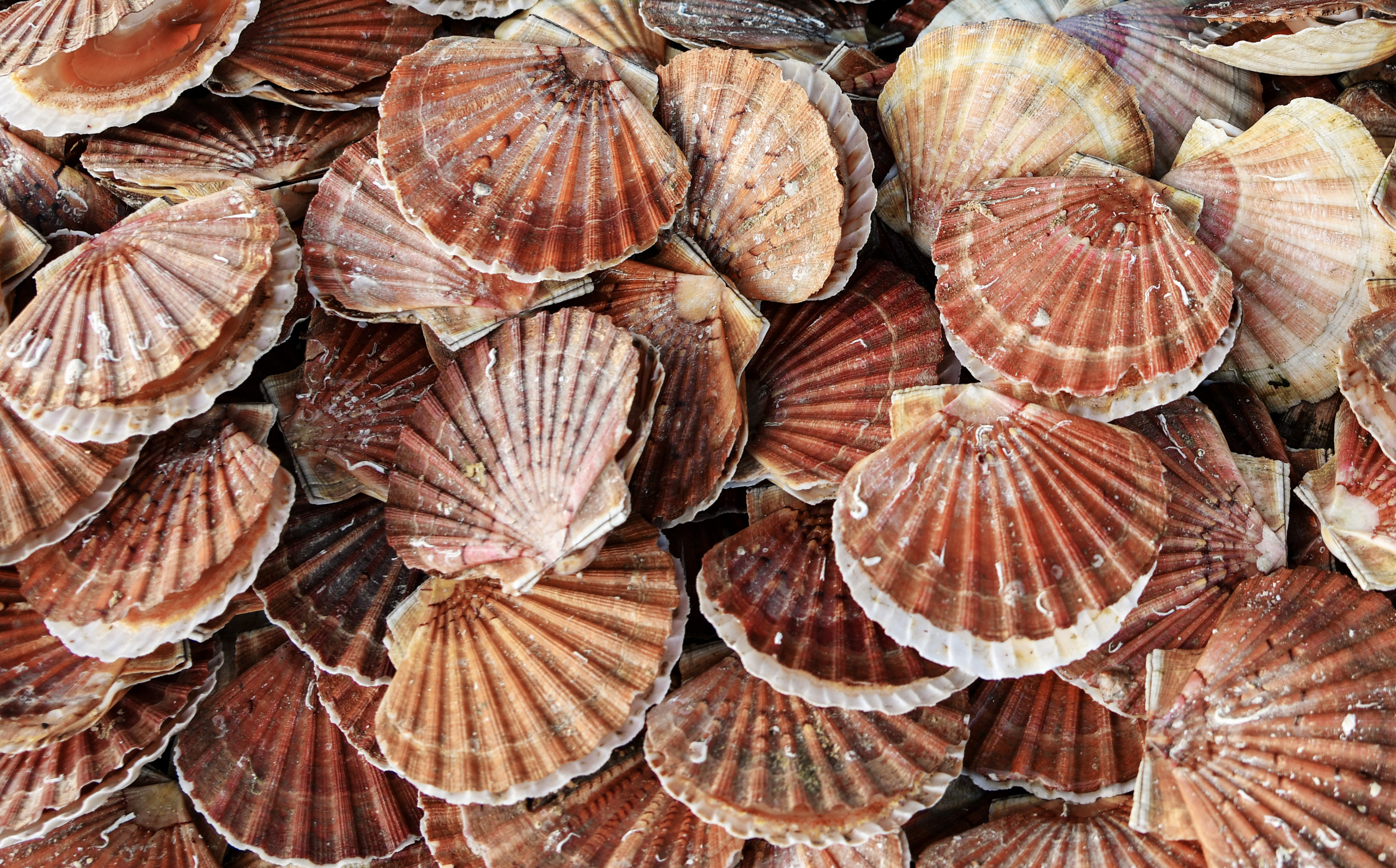 Nourriture. Photographe de mariage, baptême, d’anniversaire, d’évènement à Versailles Gaudy Irina