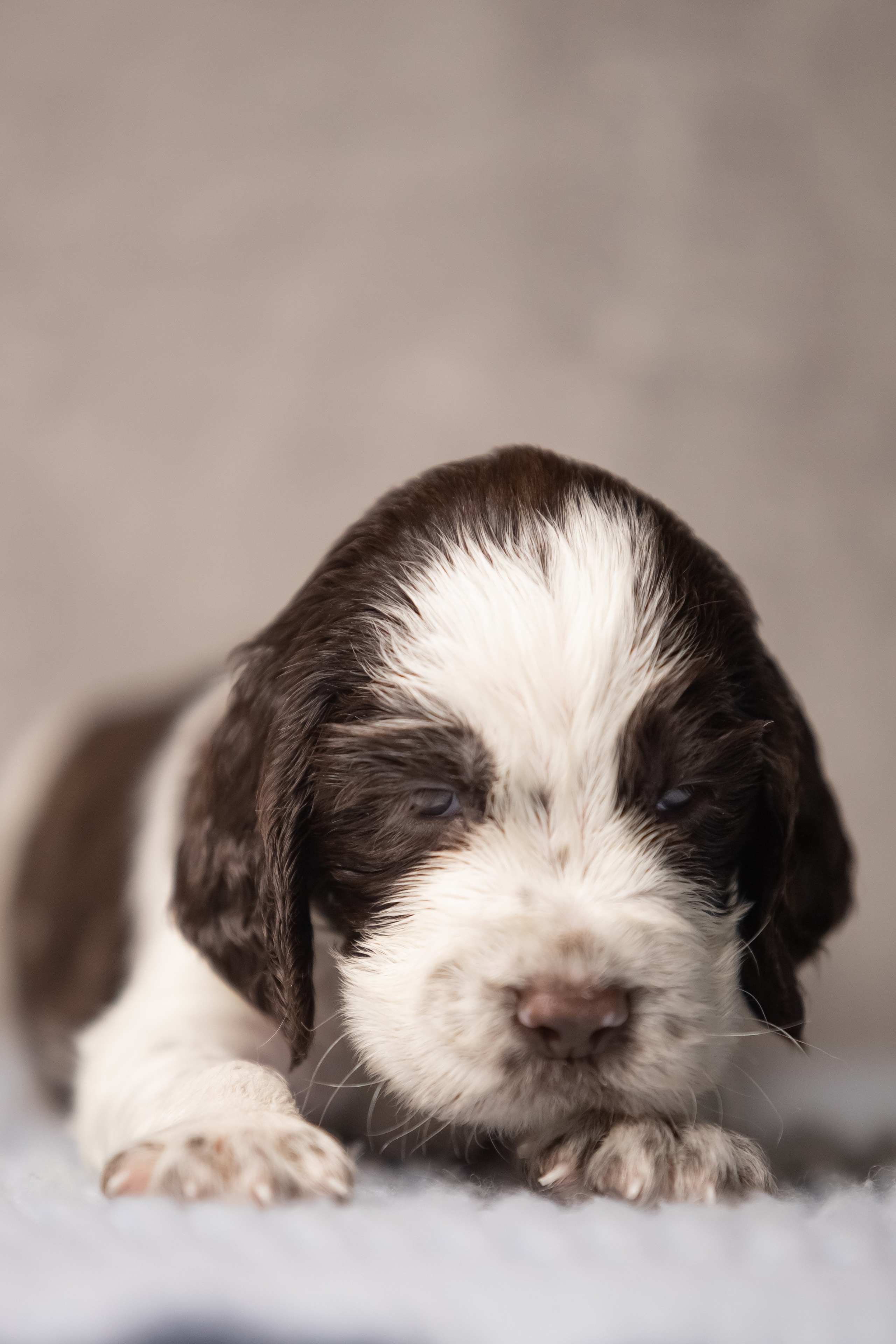 Female — Red collar ❤️. Website of the titled stud dog of the Springer Spaniel breed