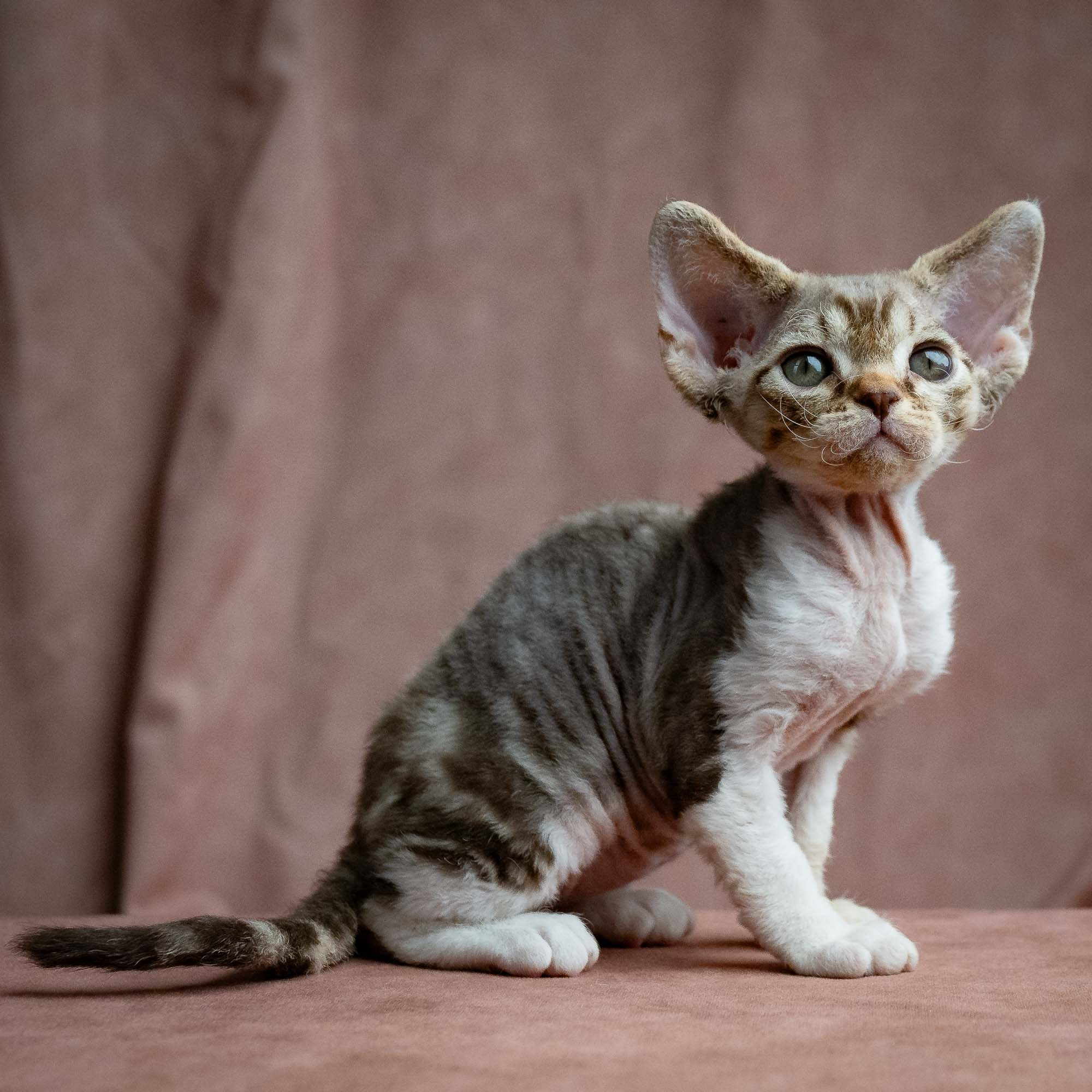Simon, boy, born 05.15.26. Devon Rex Pixie Cattery