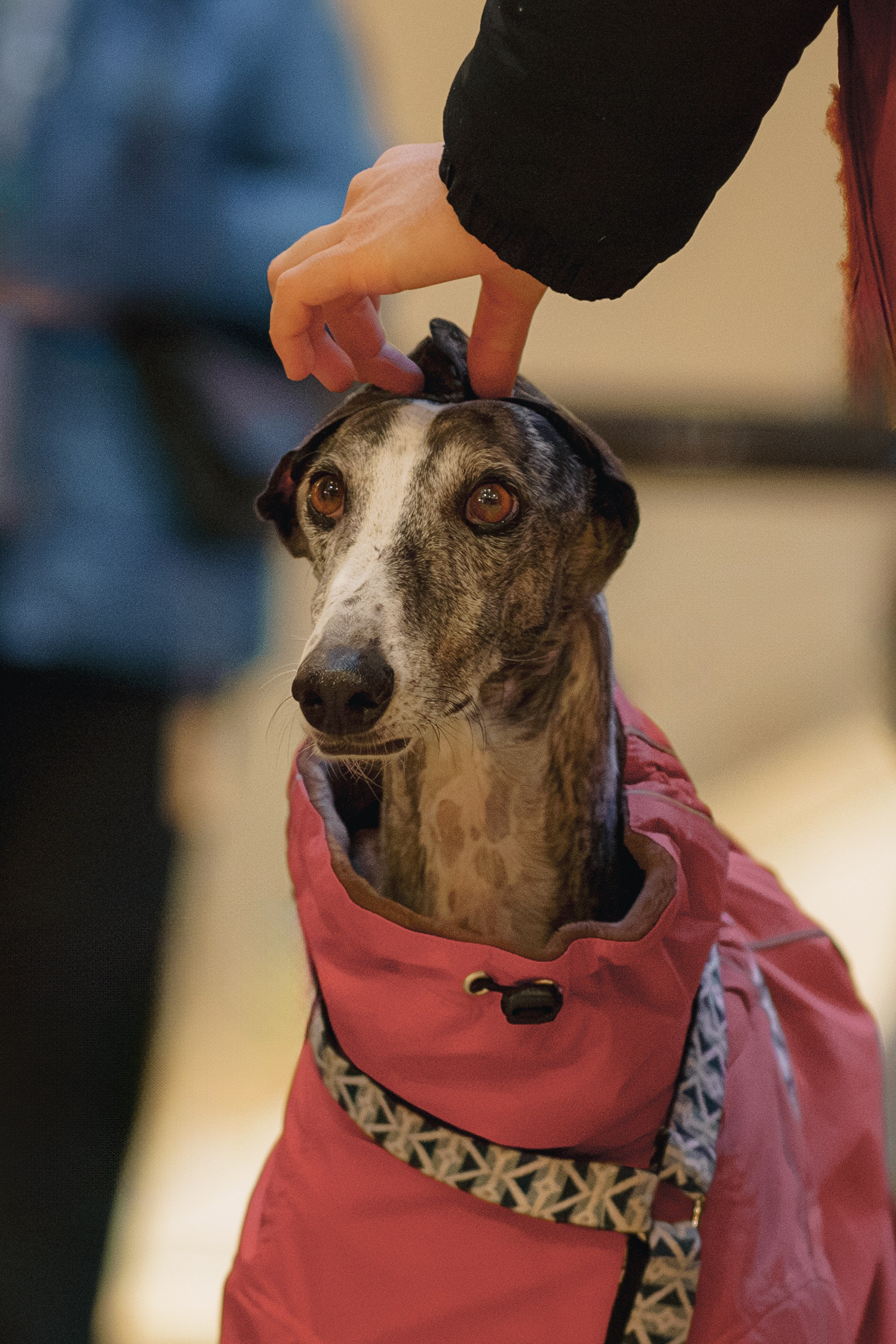 GalgoTreff / Solaris keskus 16 november. Kat Laisaar — Pet photographer in Tallinn