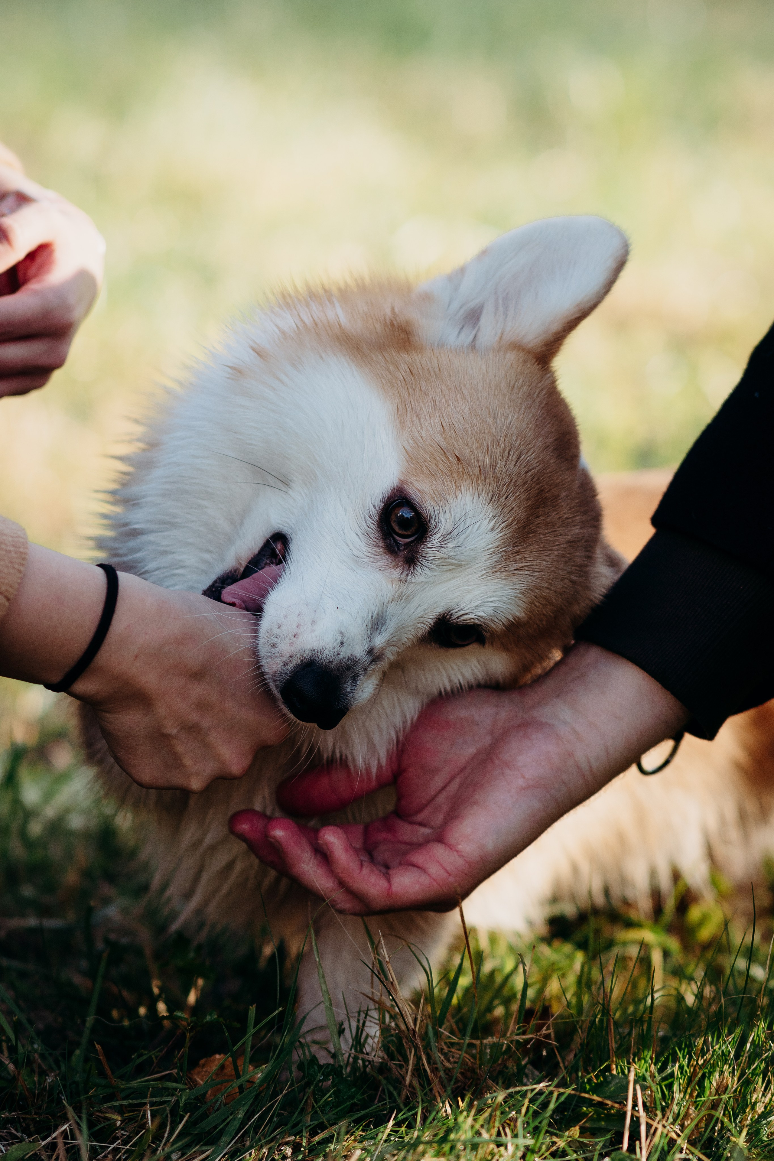 Liisa, Alexander & Marsel. Фотограф-анималист в Таллинне, Катя Лайсаар