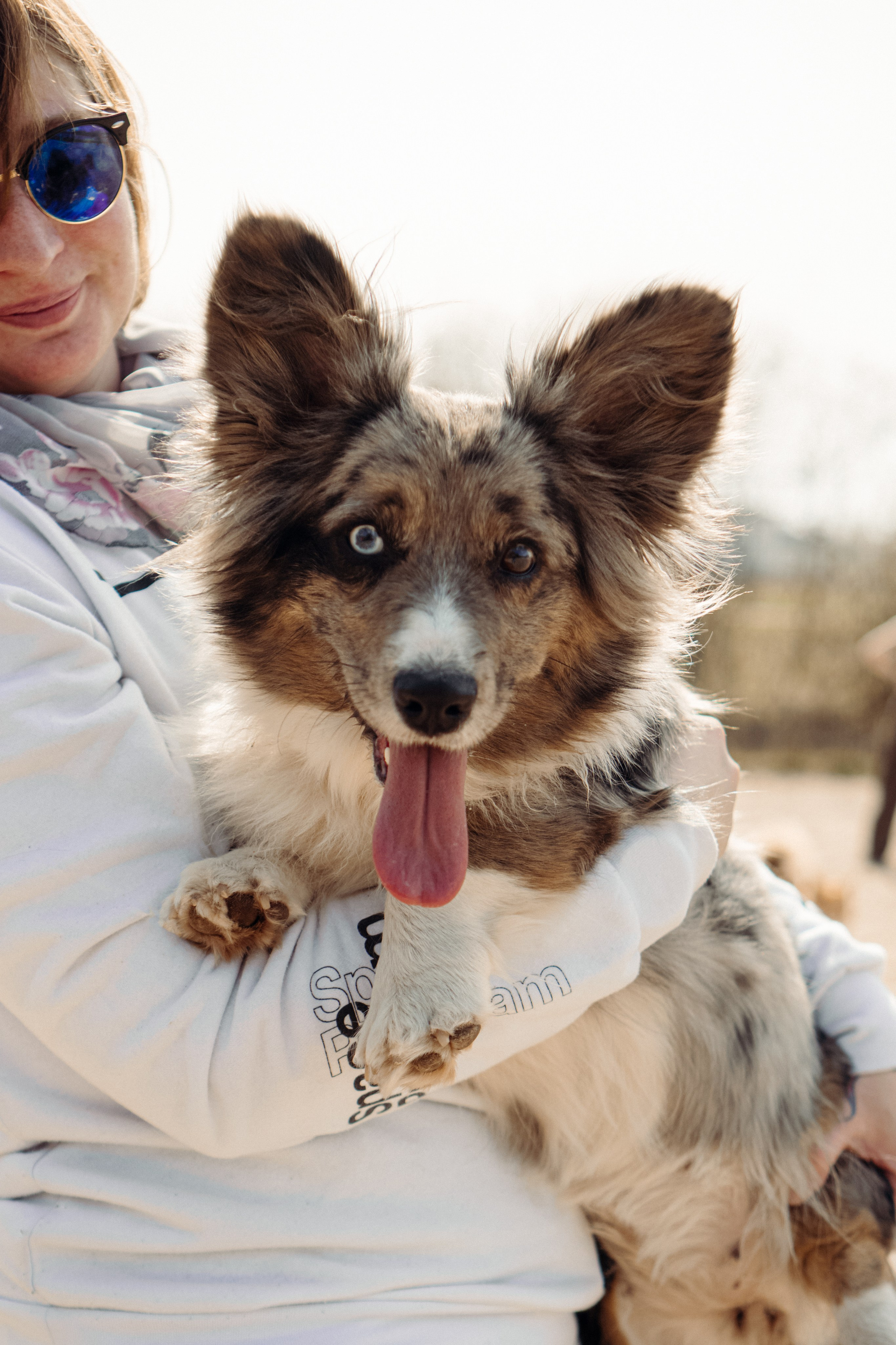 Corgi party, 18 apr. 2025. Kat Laisaar — Pet photographer in Tallinn