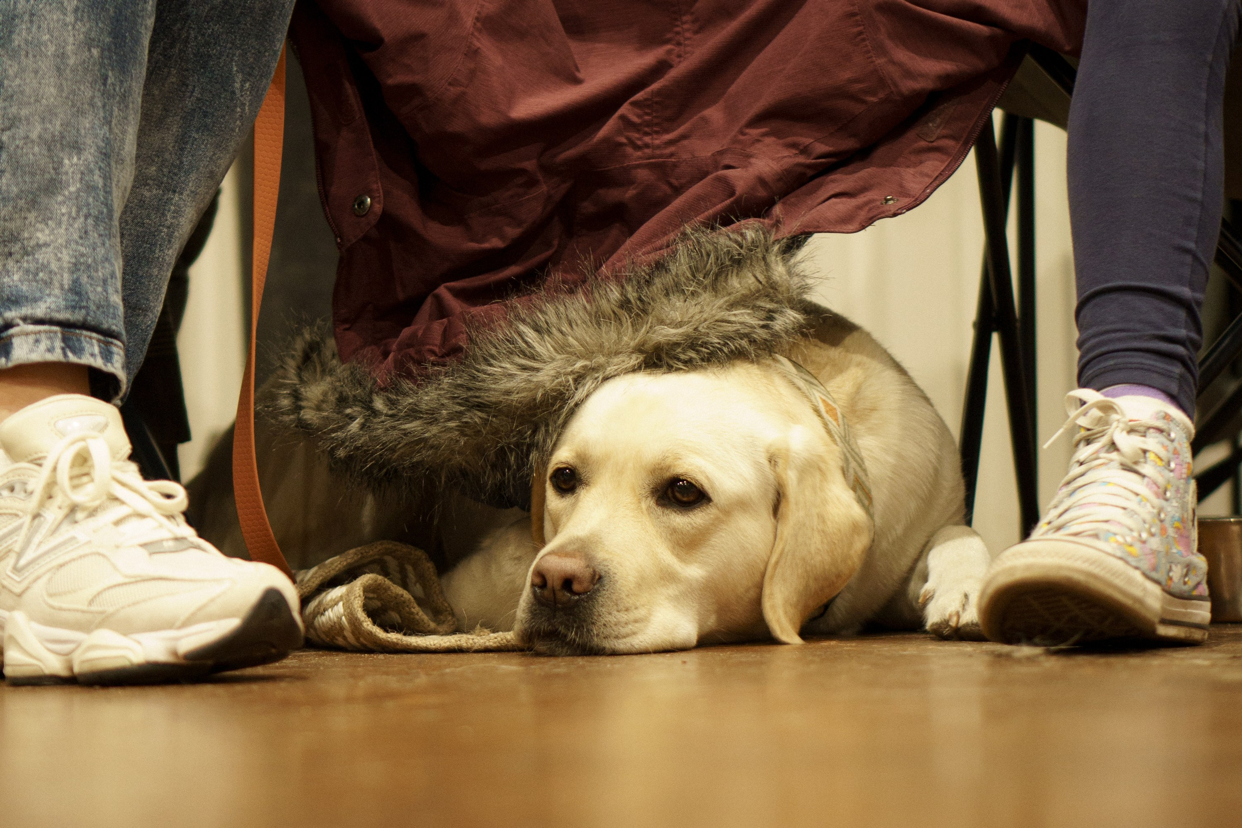 Tartu International Dog Show. Kat Laisaar — Pet photographer in Tallinn