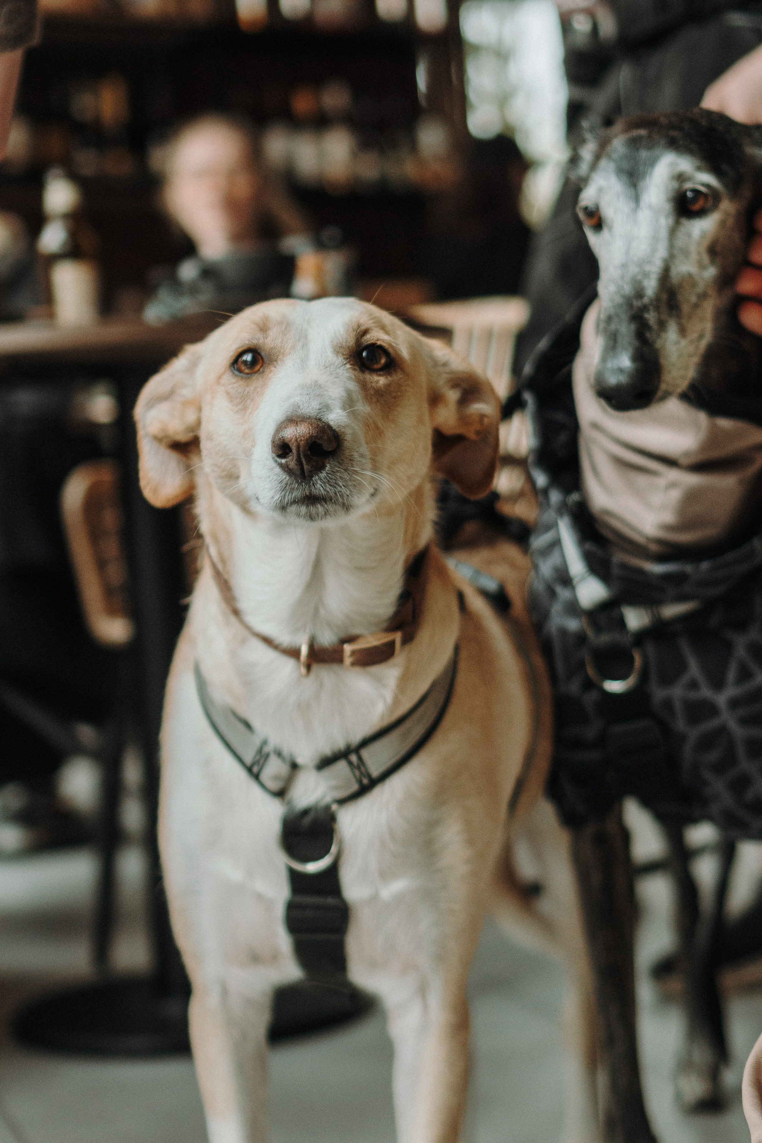 GalgoTreff / Mia Pagar 1 may, 2025. Kat Laisaar — Pet photographer in Tallinn