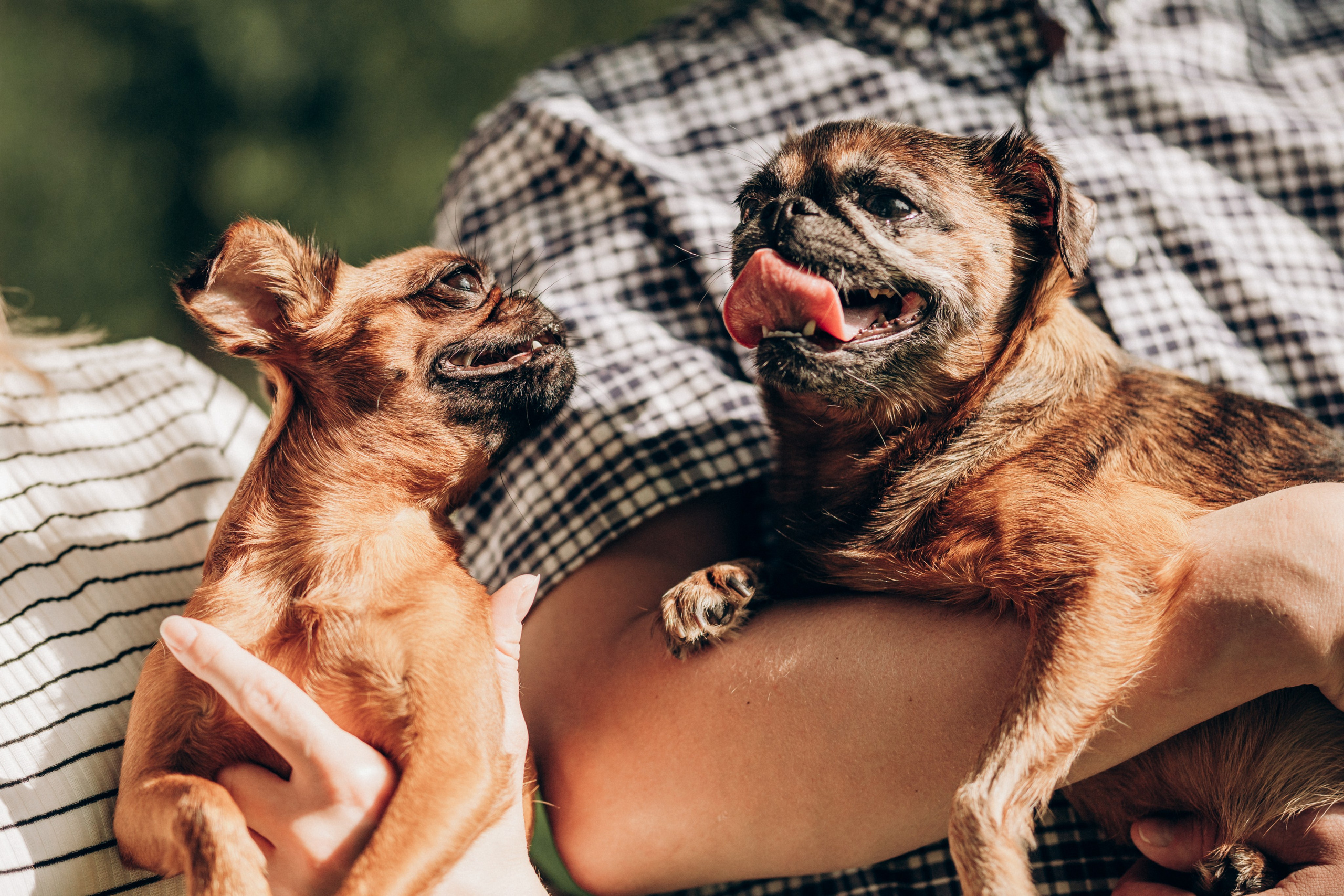 Natalia, Janik, Nusha & Betty. Фотограф-анималист в Таллинне, Катя Лайсаар