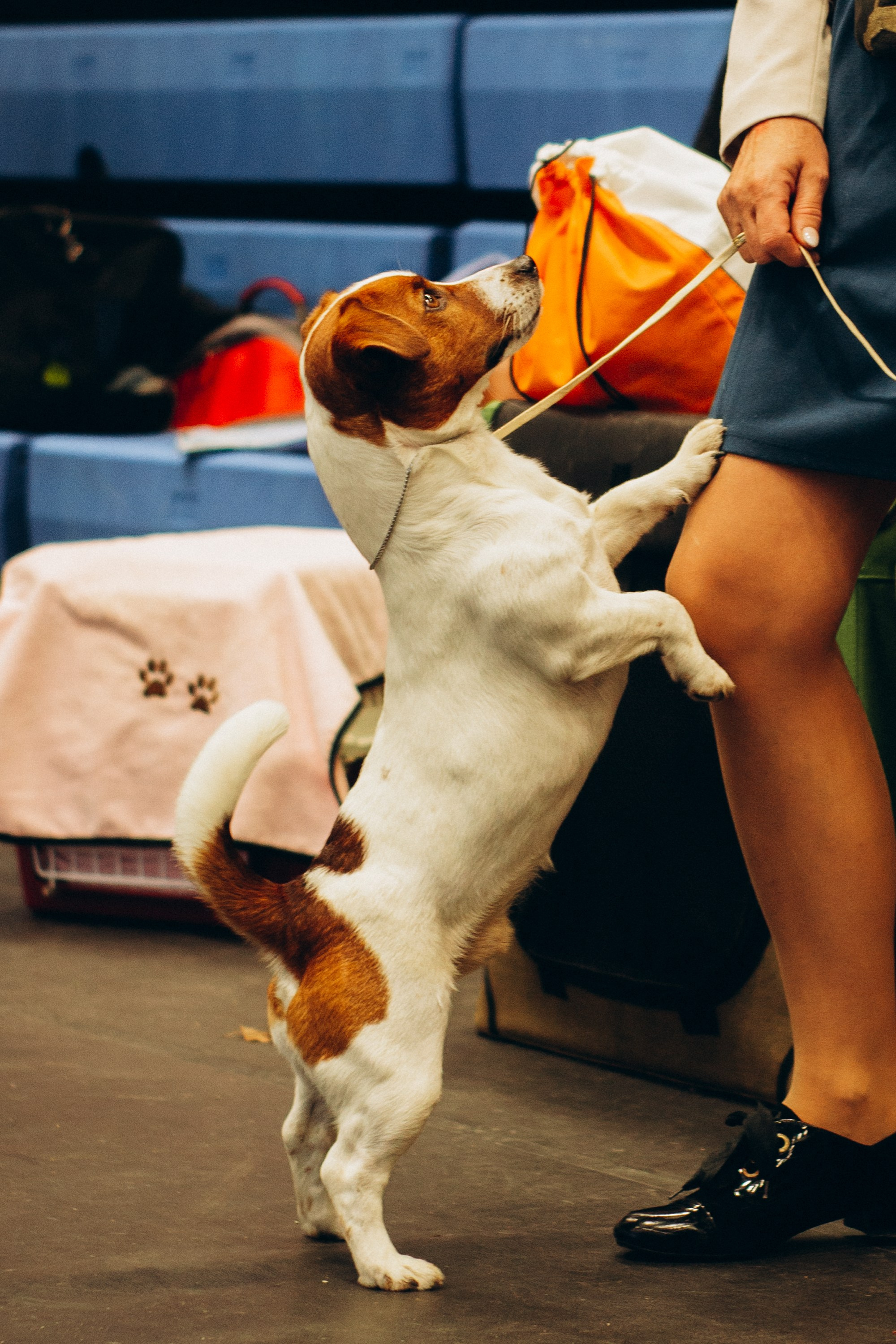 Rakvere Dog Show. Kat Laisaar — Pet photographer in Tallinn
