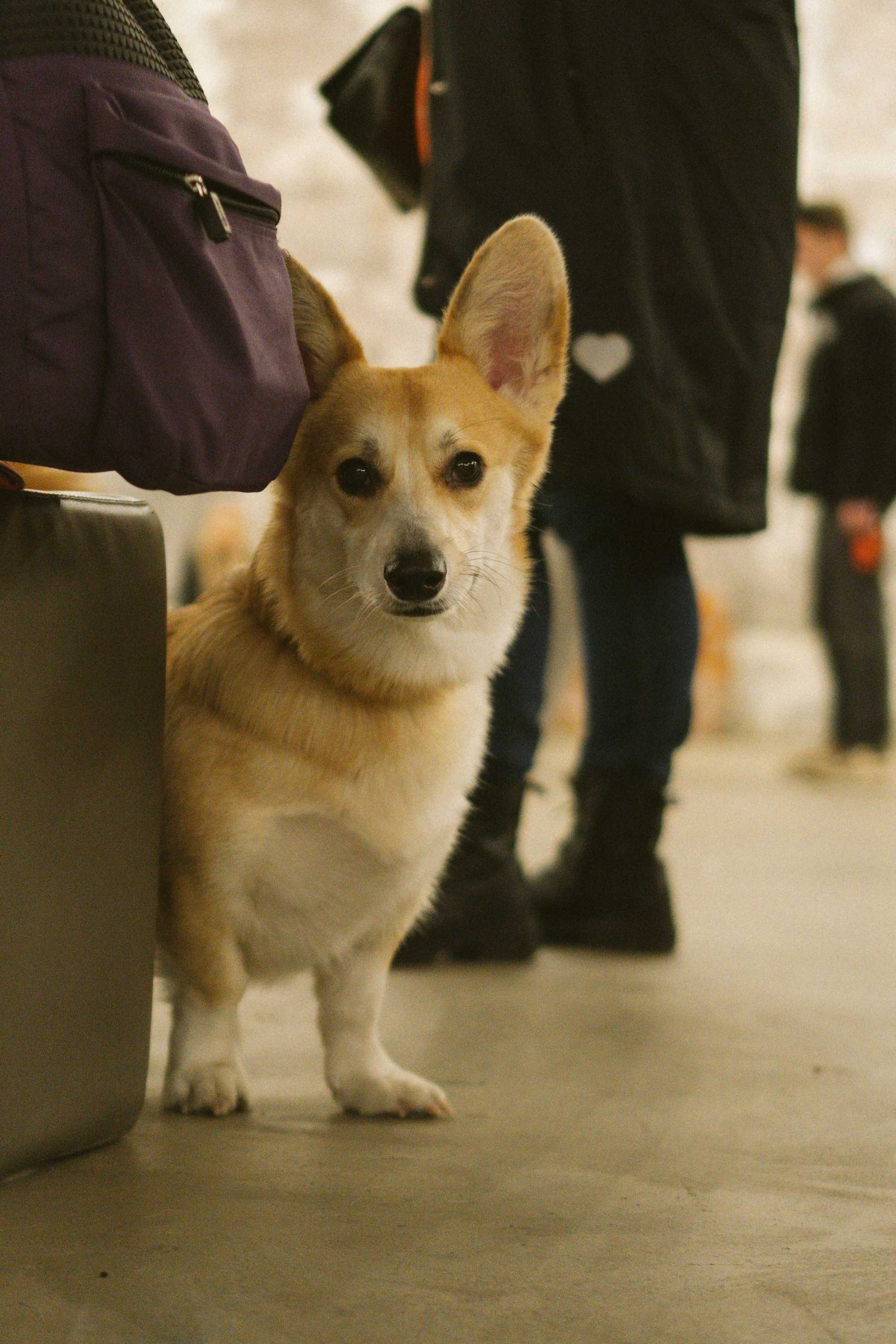 Corgi Fest, Christmas edition. Kat Laisaar — Pet photographer in Tallinn