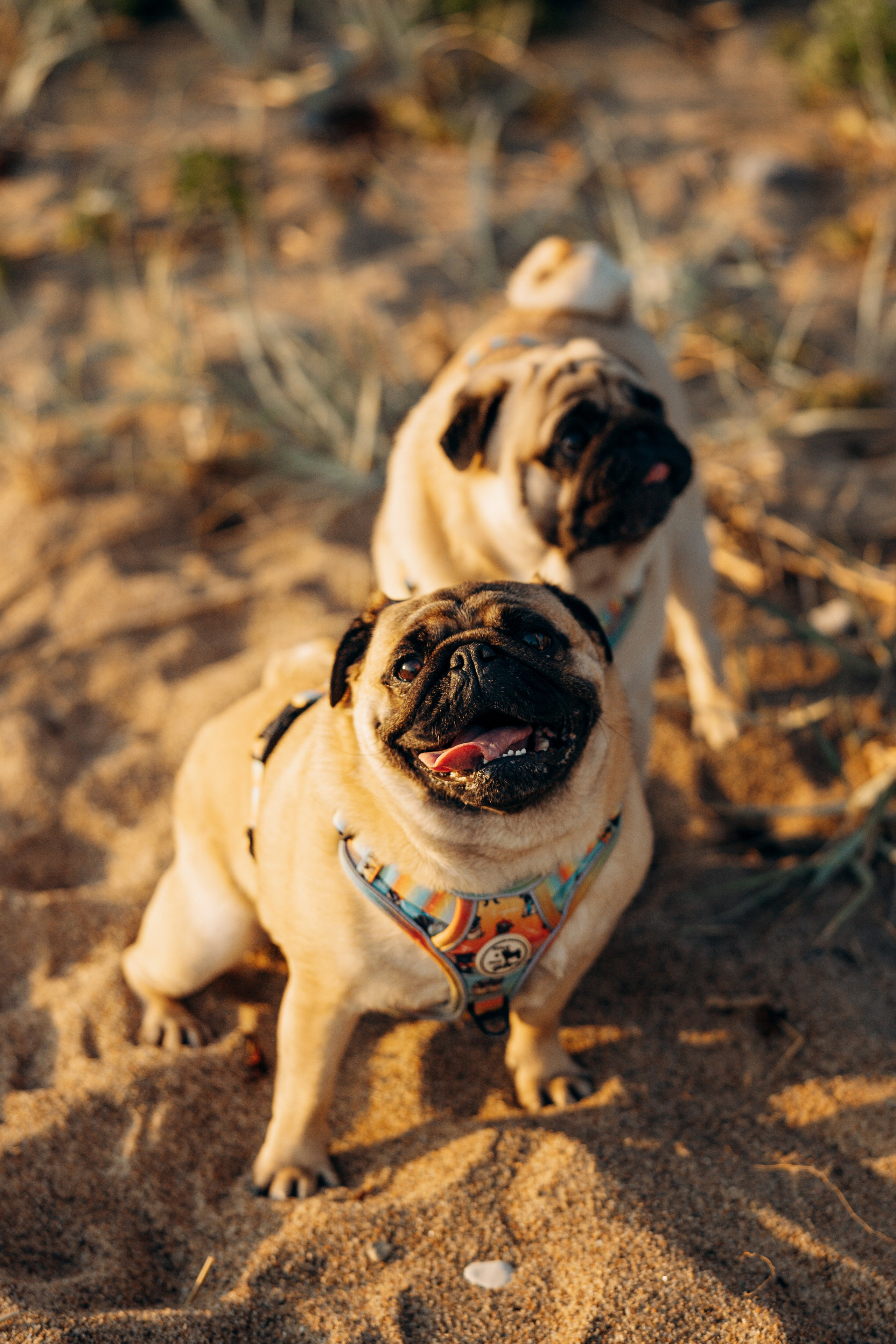 Frank, Tony, Katerina & Lev. Kat Laisaar — Pet photographer in Tallinn