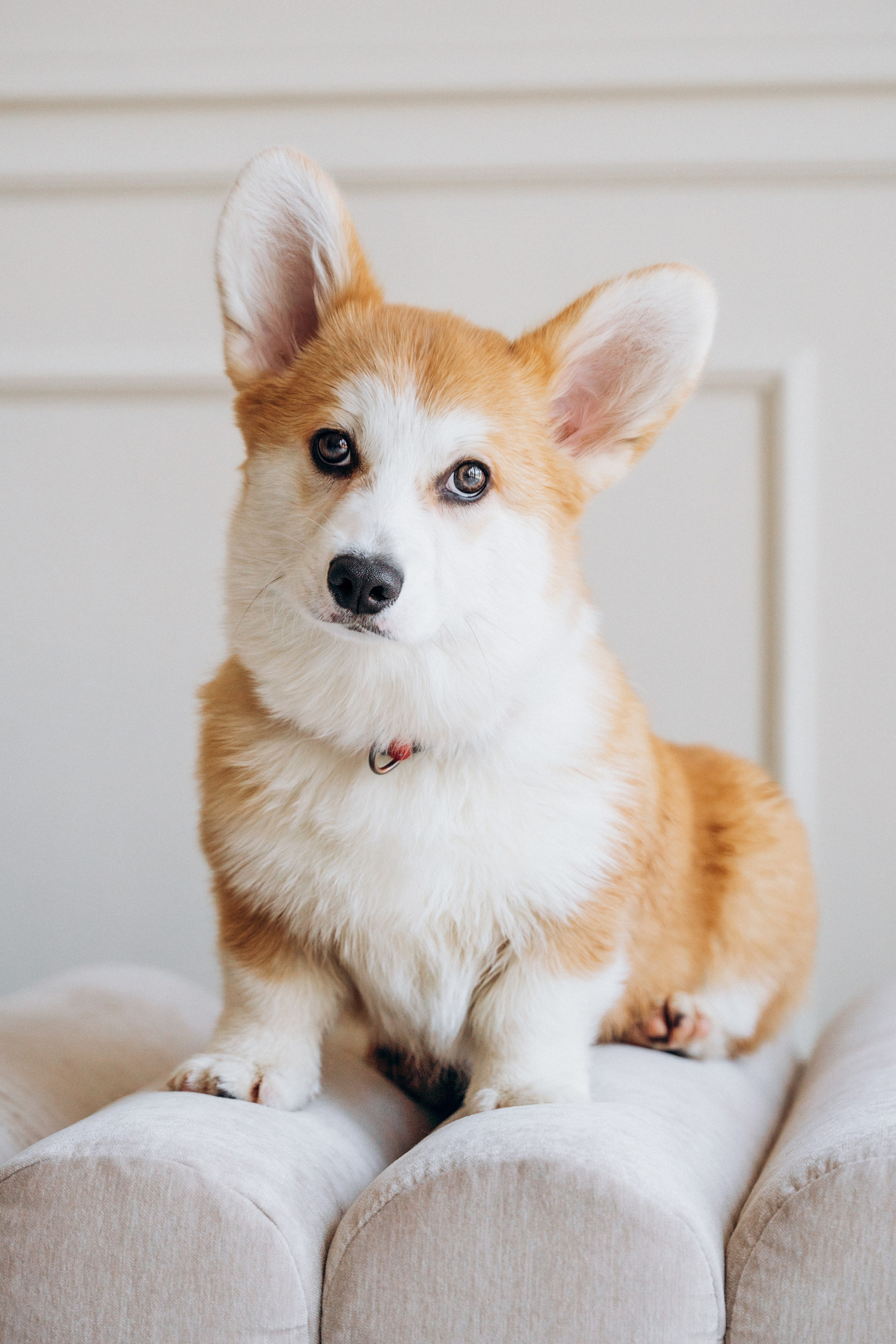 Mars & his Family. Kat Laisaar — Pet photographer in Tallinn