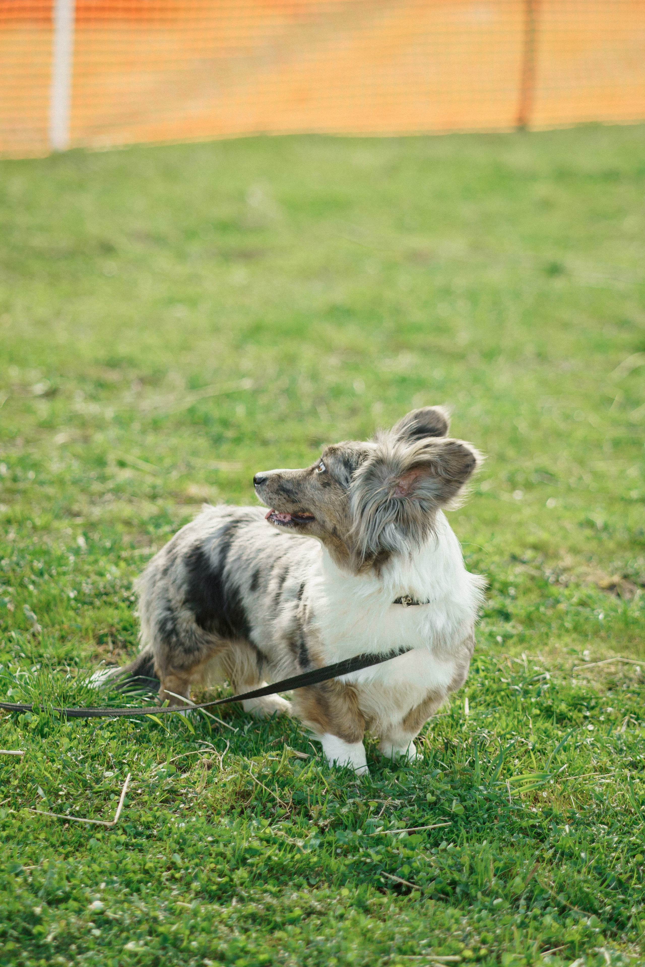 Herding Days, 26 apr. 2025. Kat Laisaar — Pet photographer in Tallinn