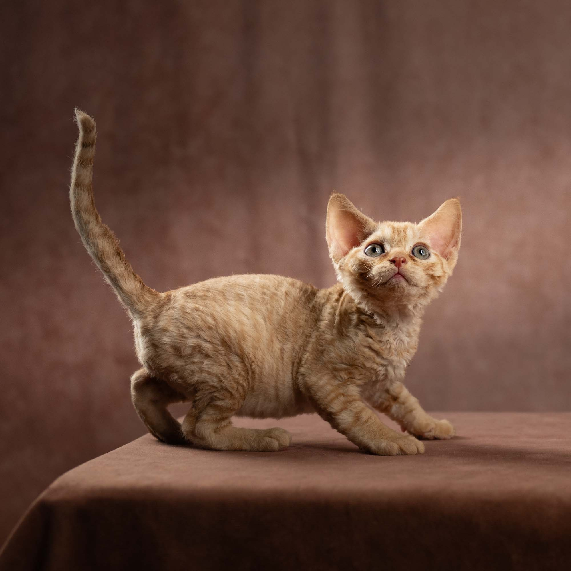 Dorito, boy, born on 06.06.24 SOLD. Devon Rex Pixie Cattery