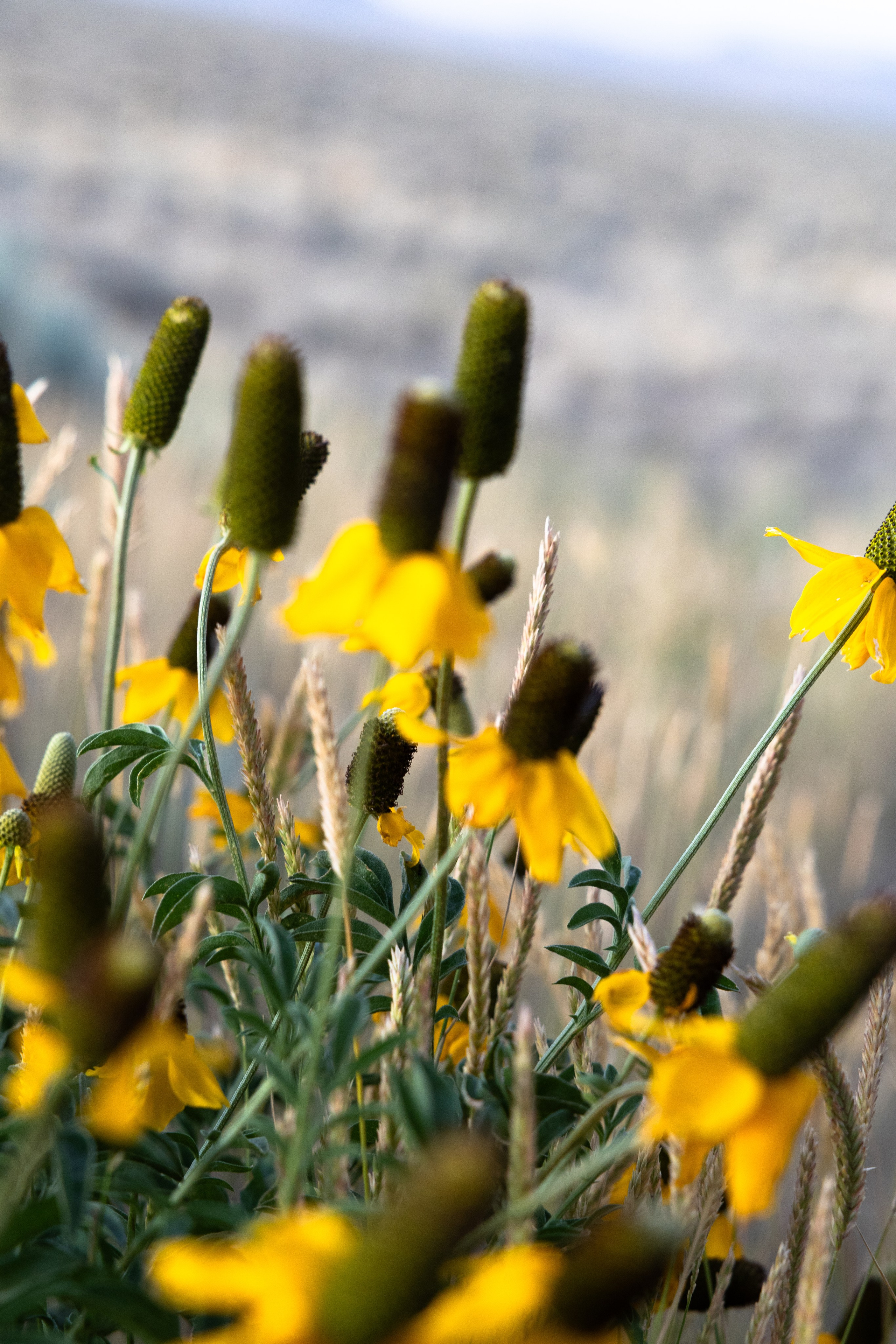 Wyoming. Family Lifestyle Photography