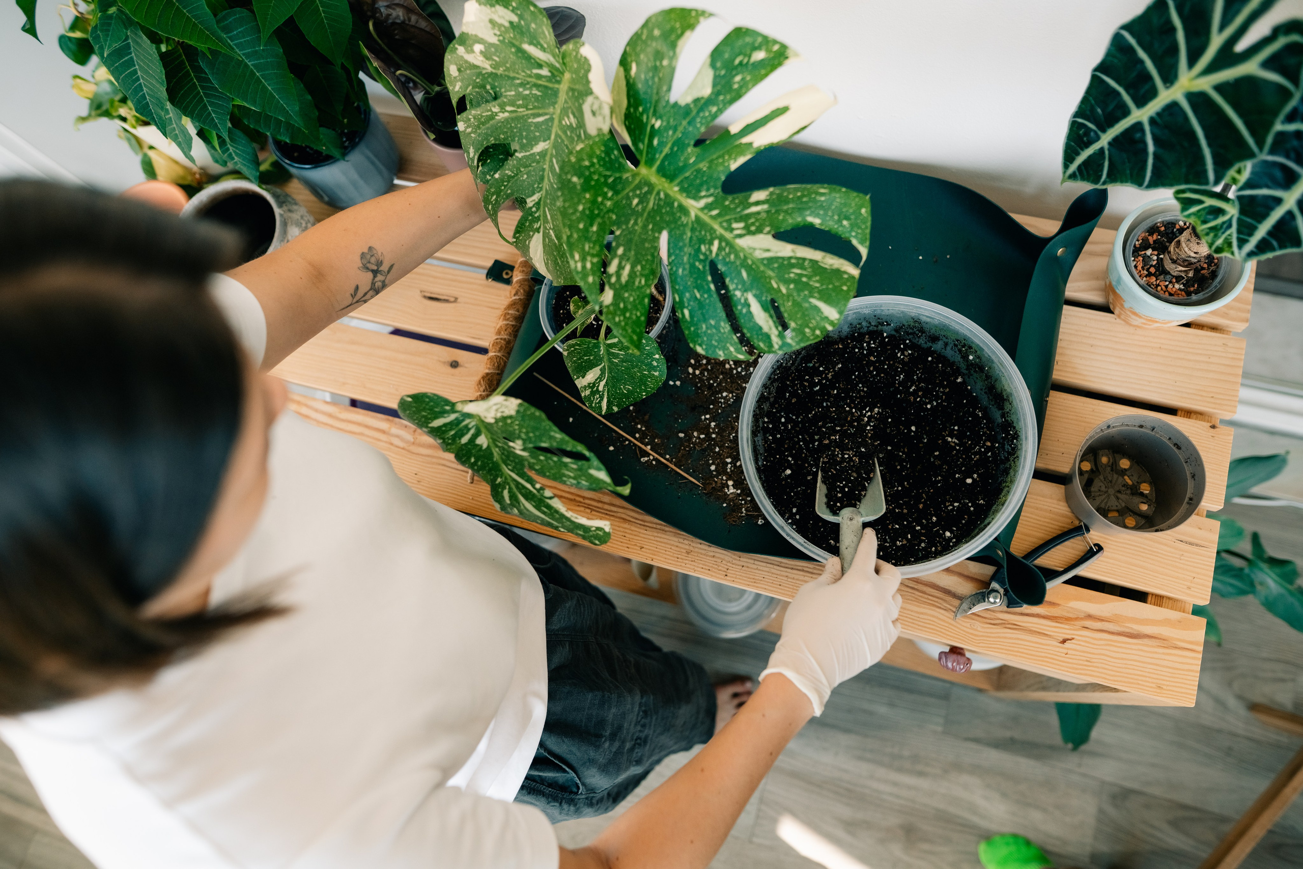 No Drama Plants. Maria Sher. Fotógrafa profissional do Porto, Portugal