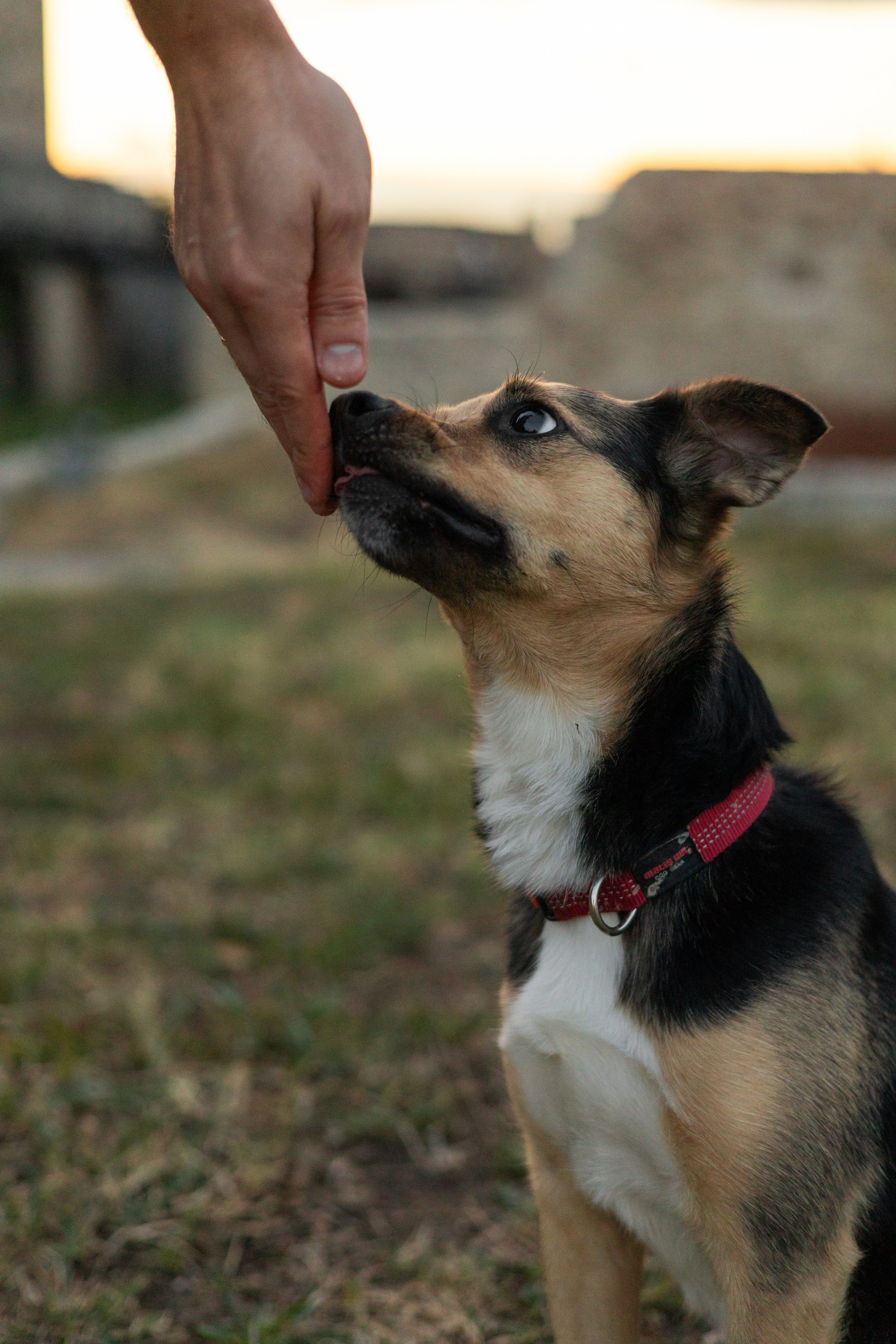 Настя, Денис и Мося. Фотограф-анималист | Белград