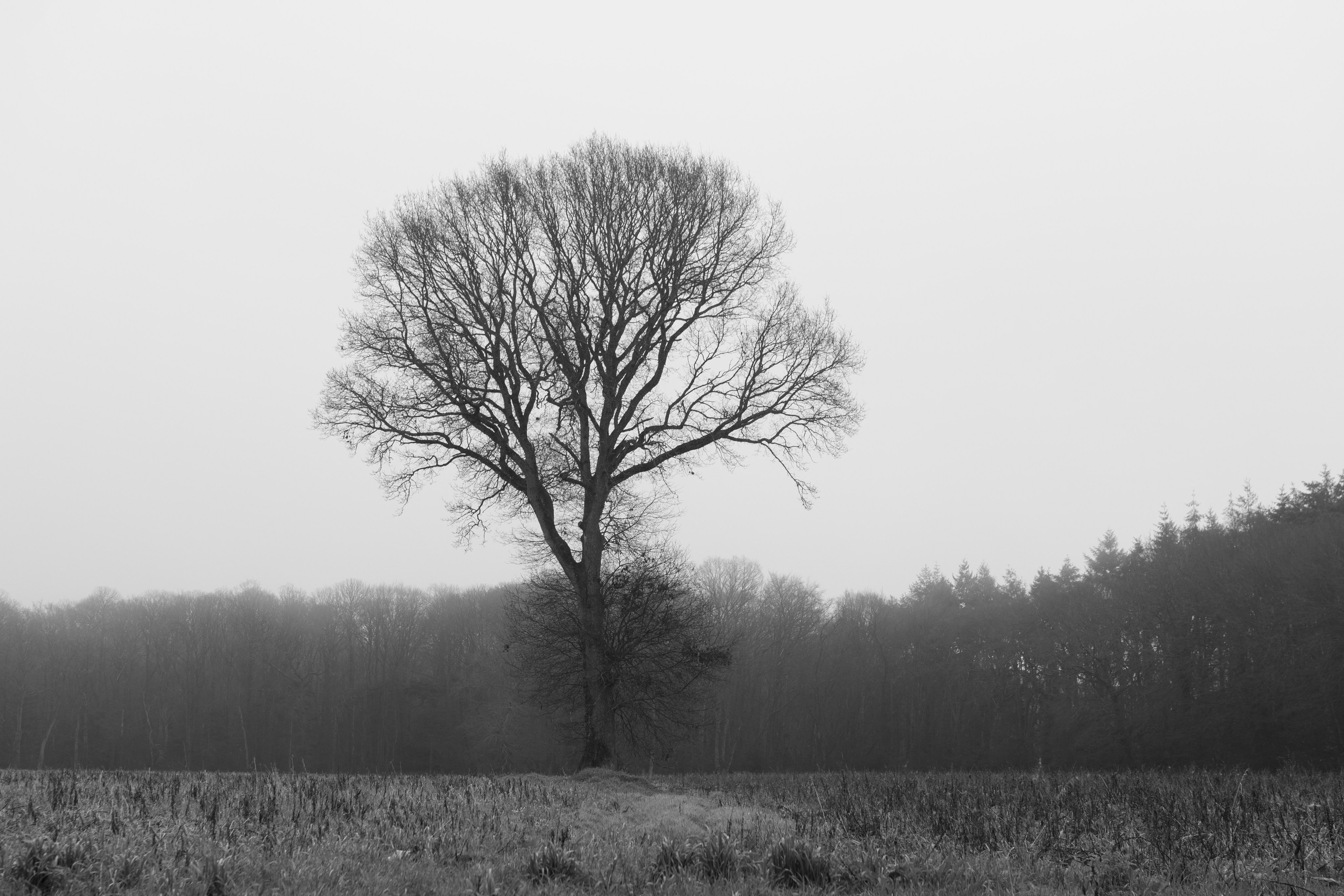 Paysages. Portrais créatifs de familles et individuels, Ile et Vilaine, France