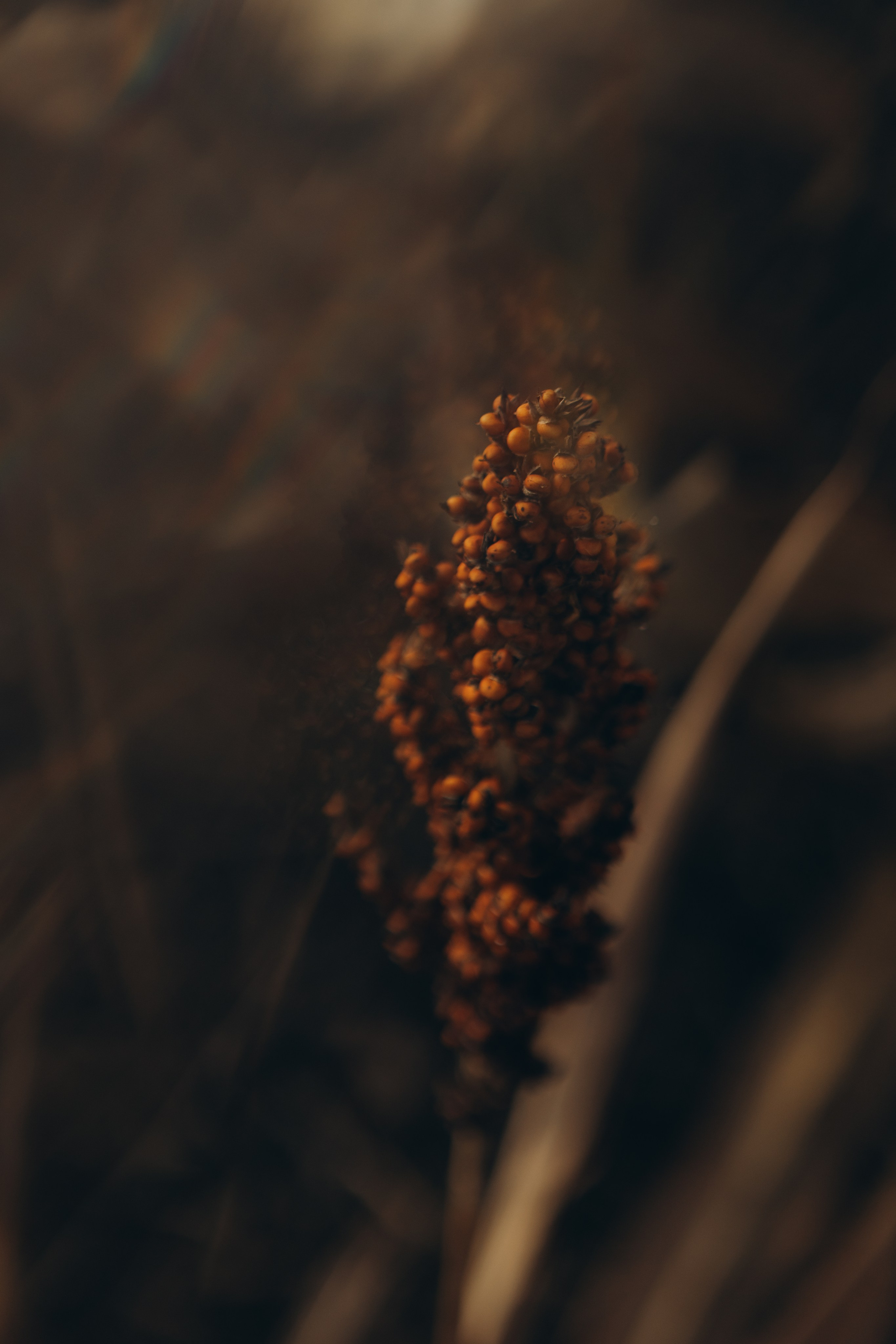 detalhe da paisagem em ensaio externo com luz natural em Sorocaba