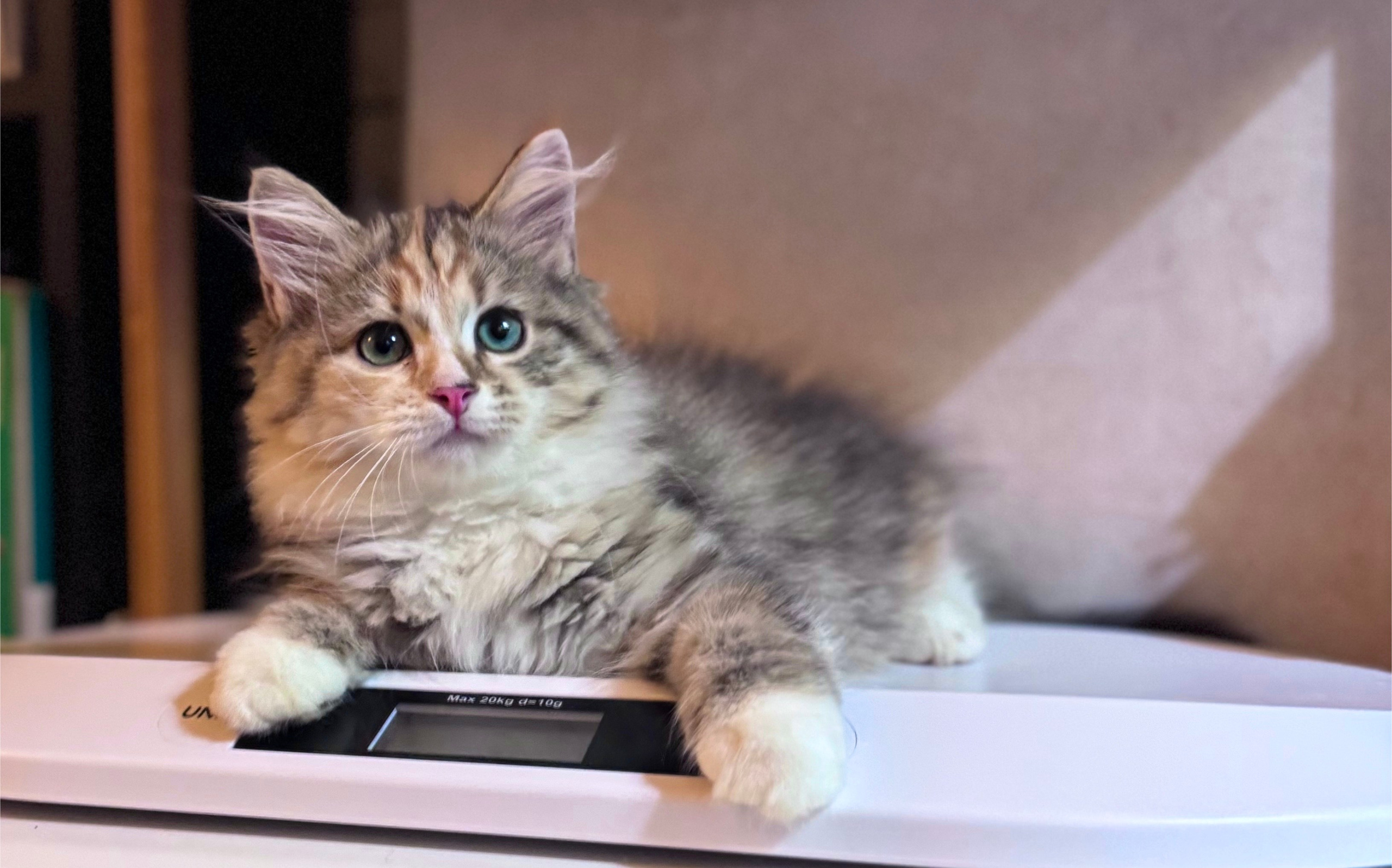 LEMON GREEN SIBERIANS LITTER OTMA