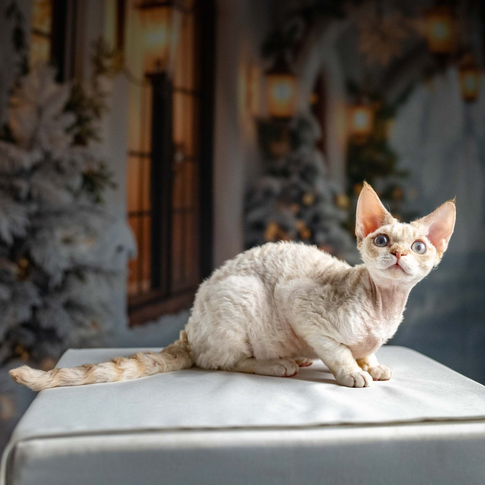 Jessica, girl, born 06.25.2025. Devon Rex Pixie Cattery