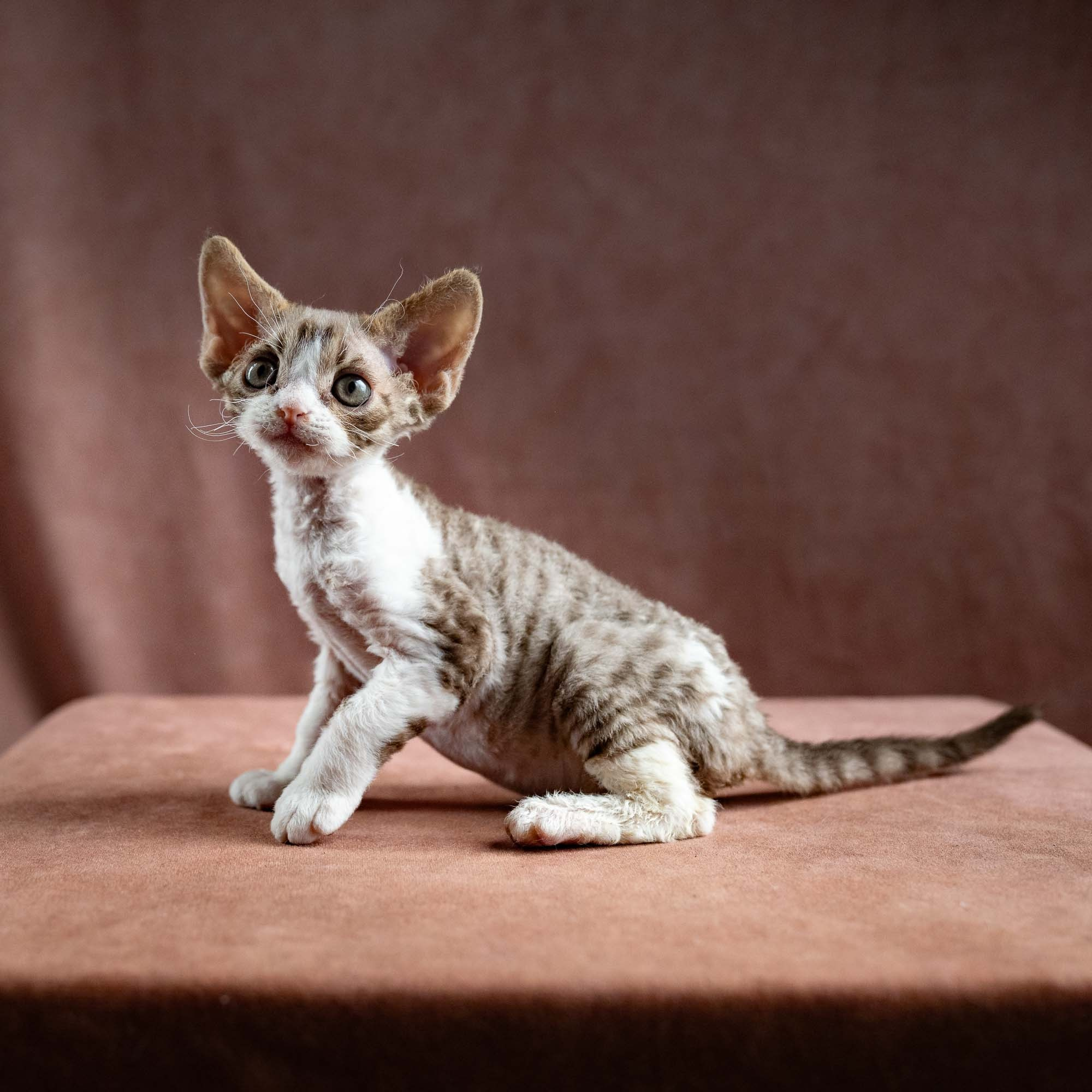 Hugo, boy, born 04.20.25. Devon Rex Pixie Cattery