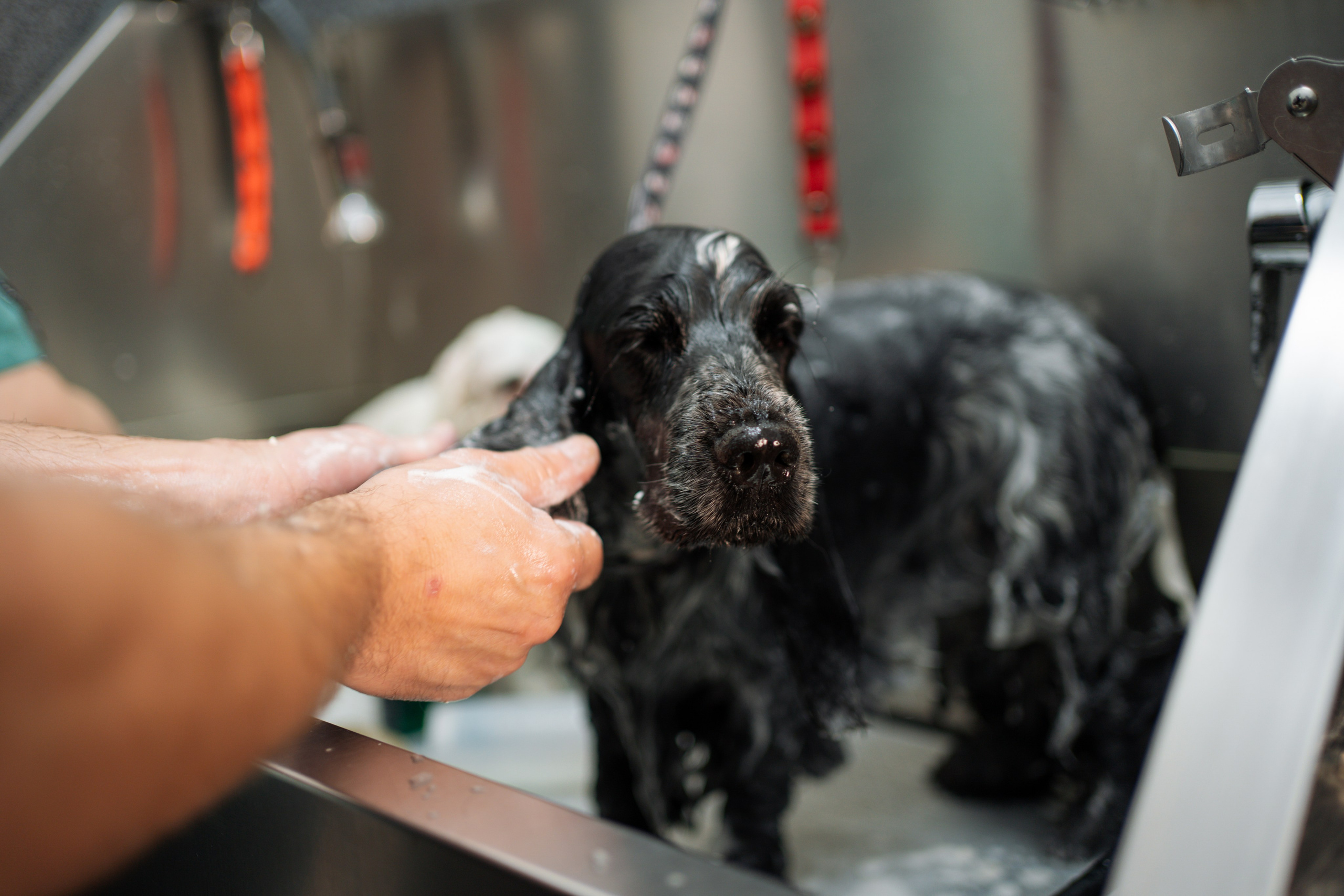 PetGroom Timisoara. Cozac Cristian Photographer
