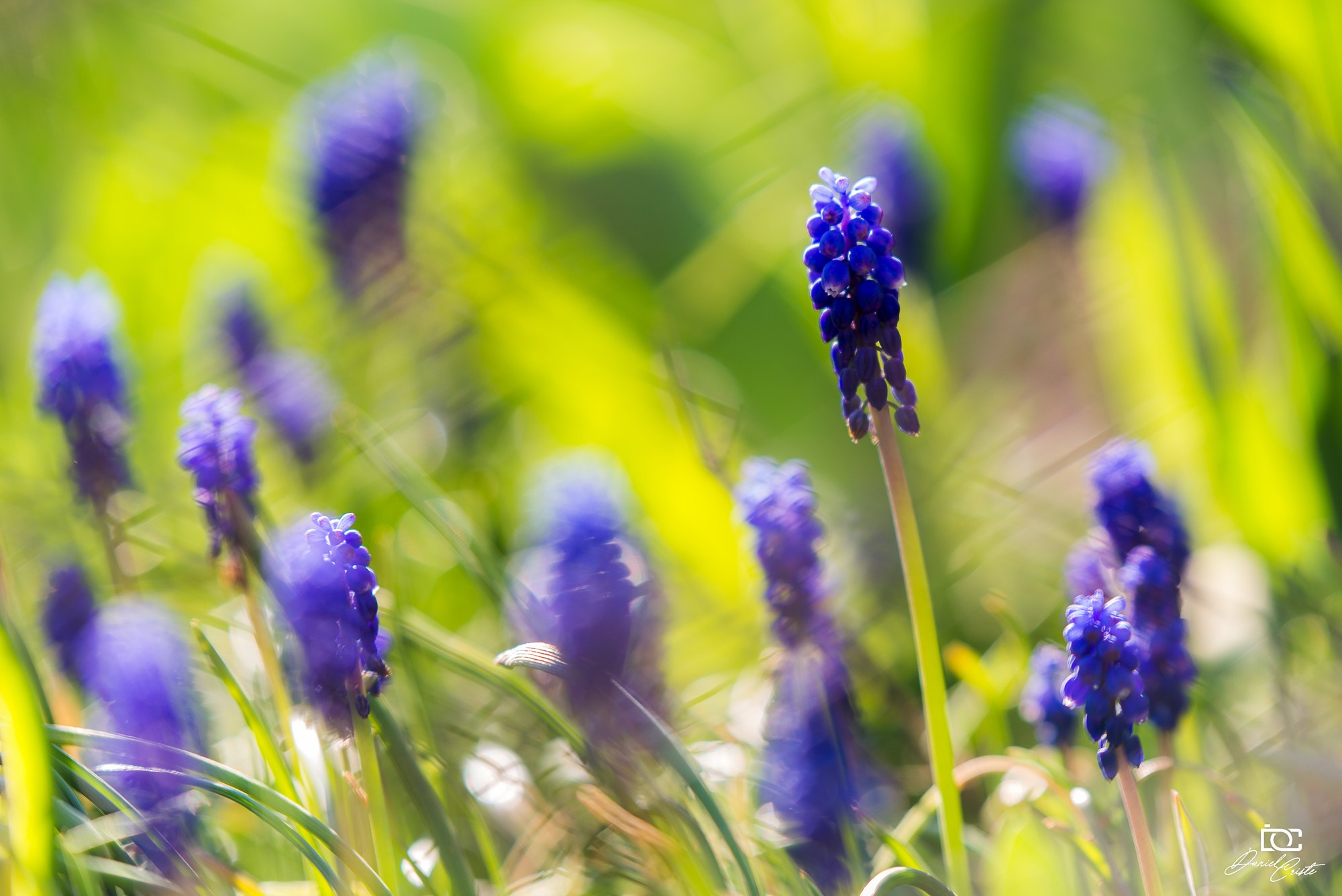 Peisaj /natura. Daniel Criste Fotograf