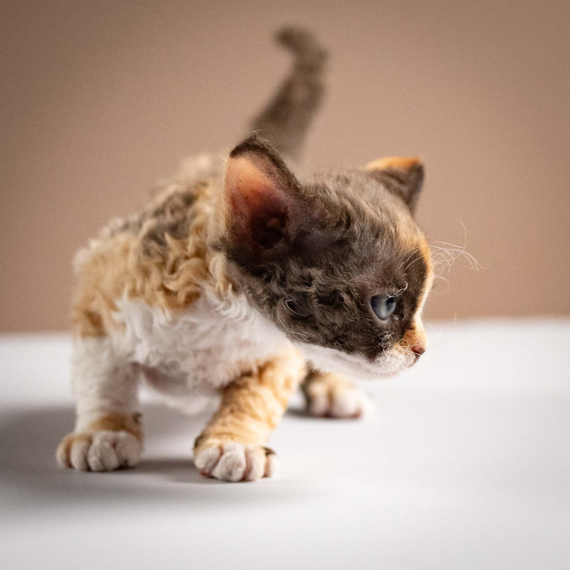 Polly, girl, born 02.11.26. Devon Rex Pixie Cattery