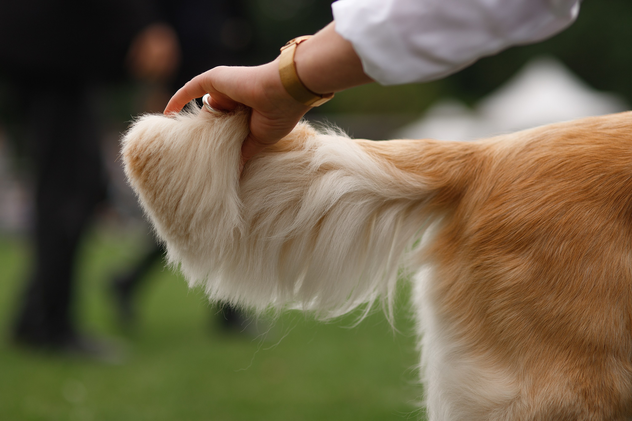 Dog shows | the best ones. Kaja | fotograf psów we Wrocławiu